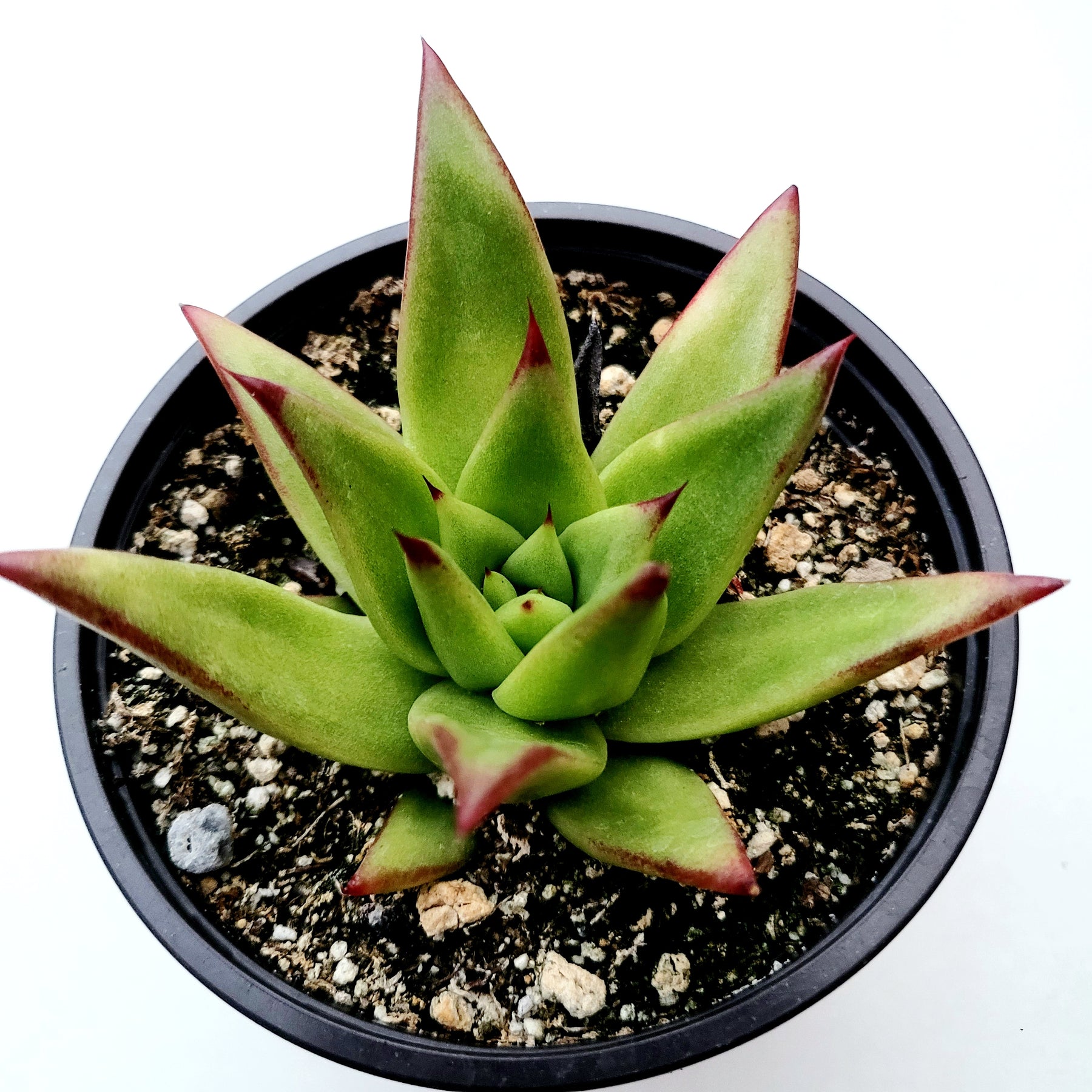 Echeveria agavoides 'Lipstick' - Succulents Depot