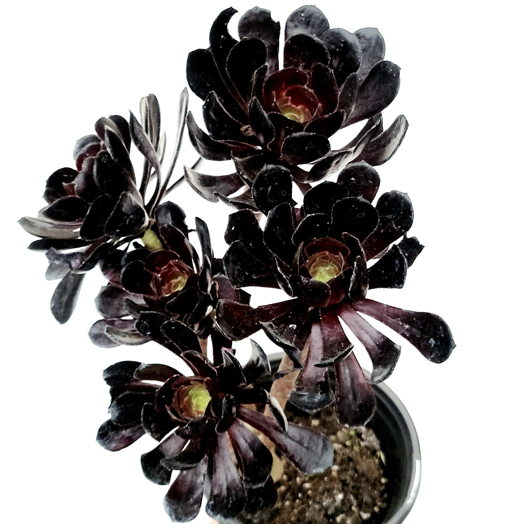 Aeonium arboreum 'Black Rose' - Succulents Depot