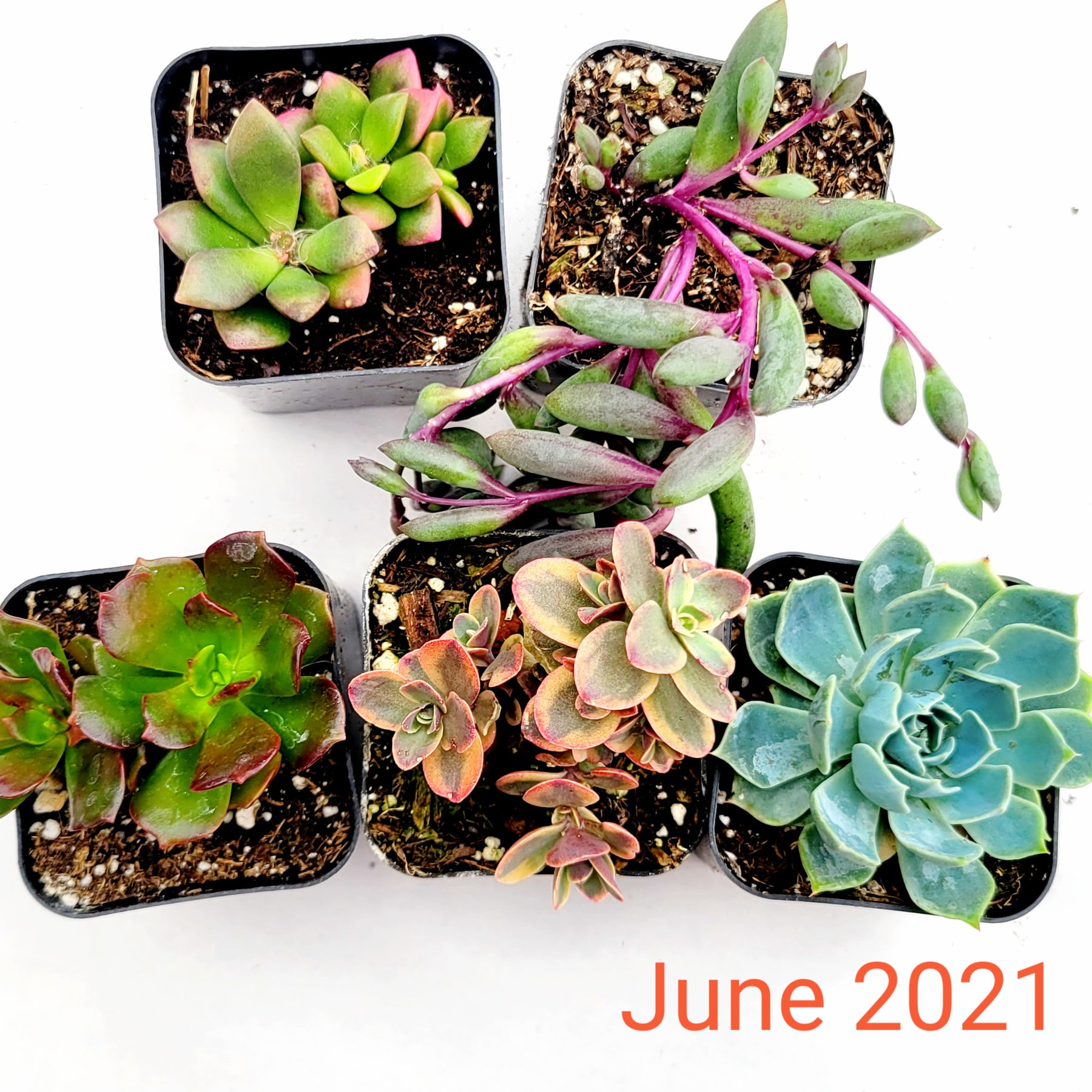 Monthly Subscription Box