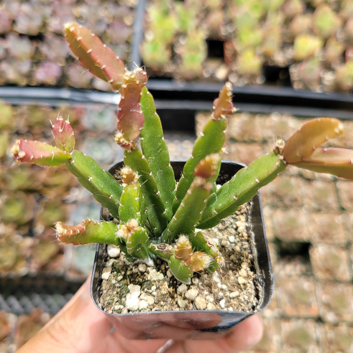 Rhipsalis Cereoides in pot with segmented green stems.