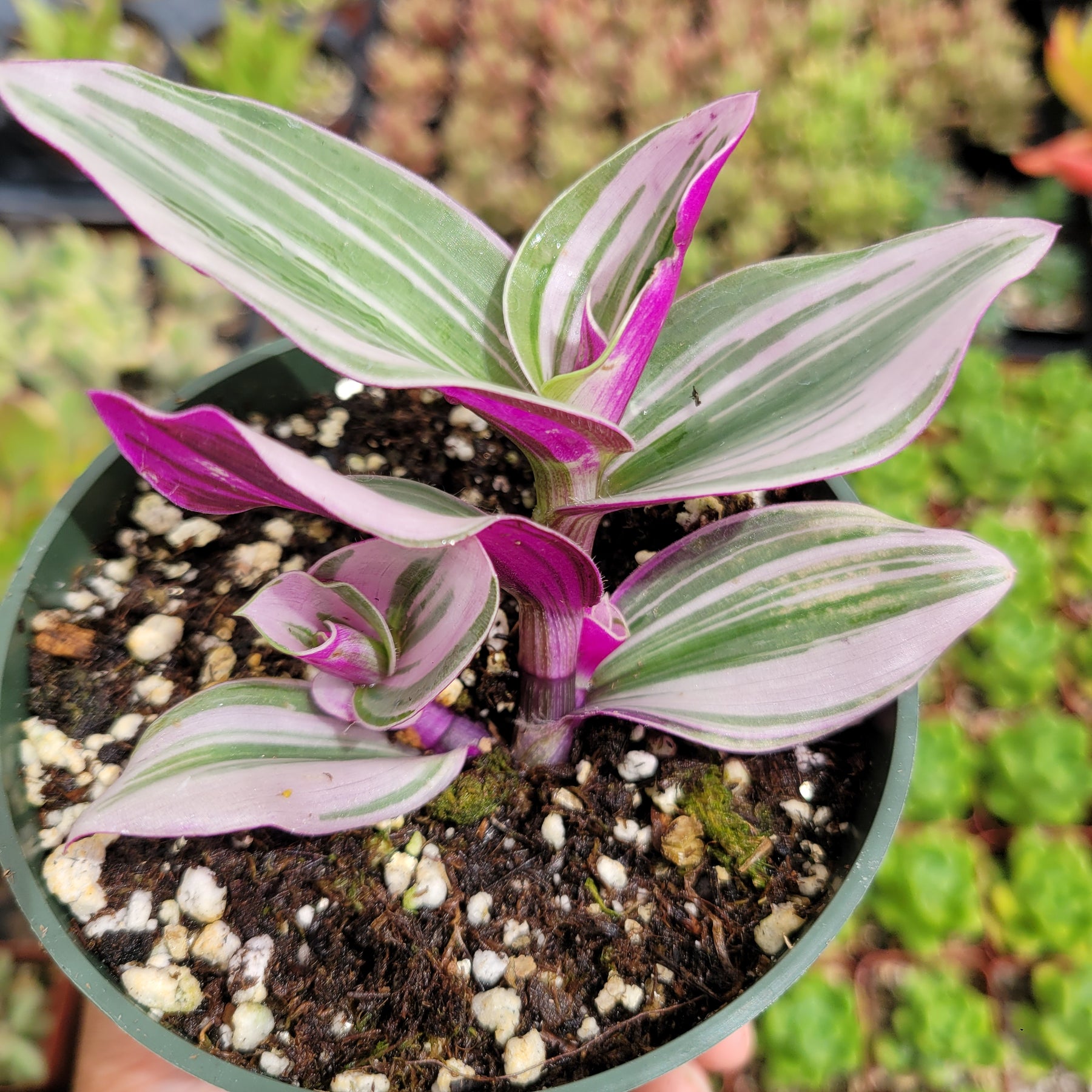 Tradescantia 'Nanouk' Pink Wandering Dude