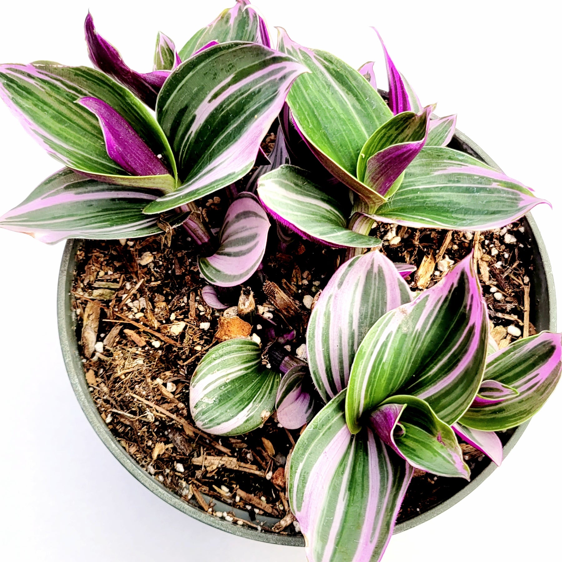 Tradescantia 'Nanouk' Pink Wandering Dude