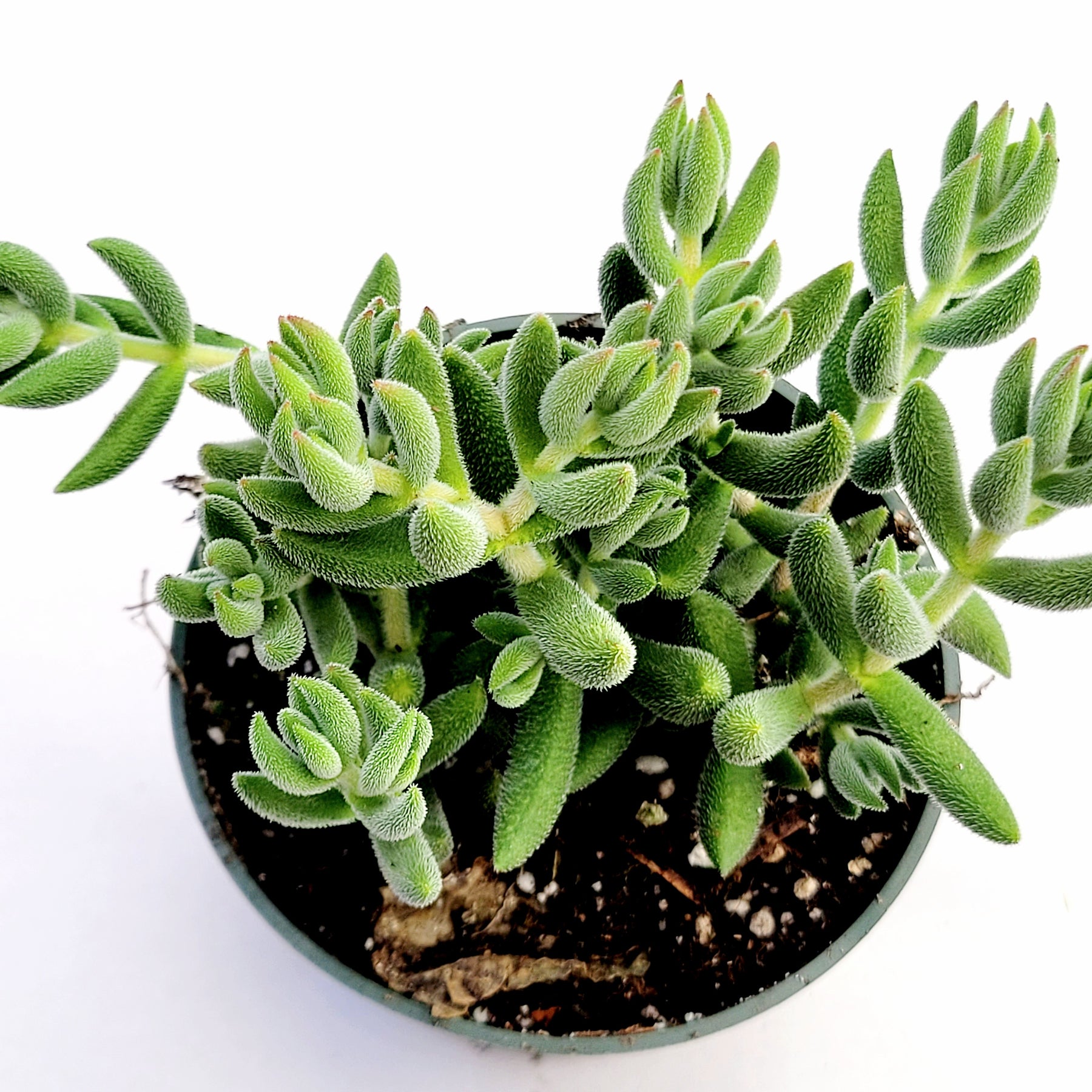 Crassula mesembryanthemoides 'Tenelli'