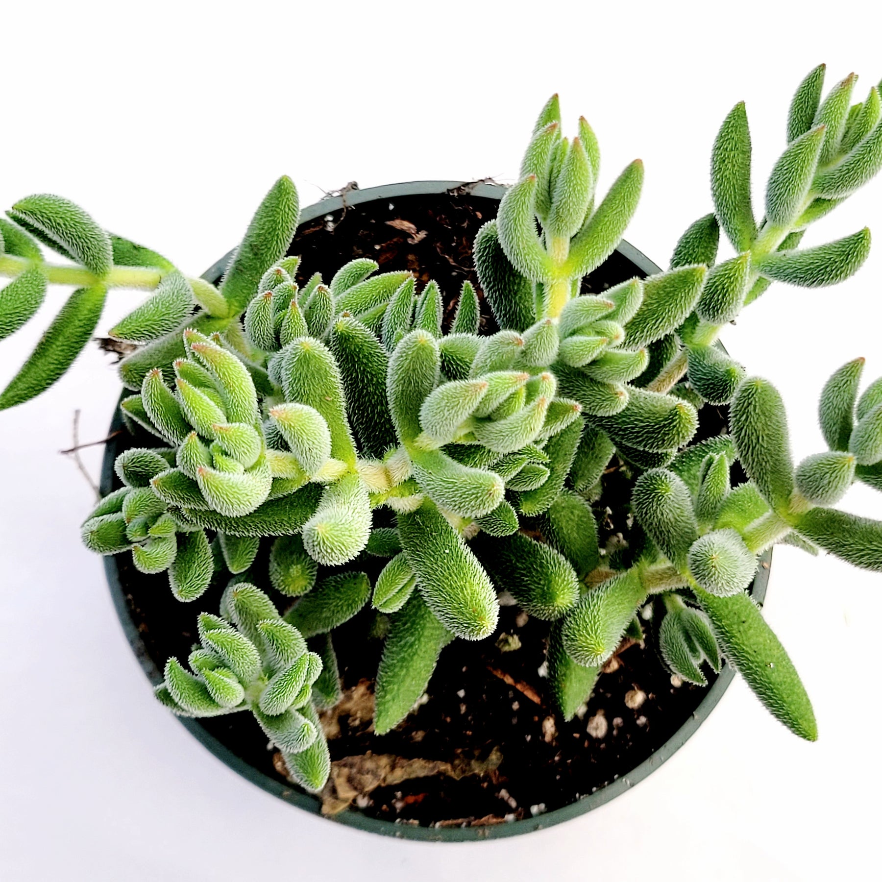 Crassula mesembryanthemoides 'Tenelli'