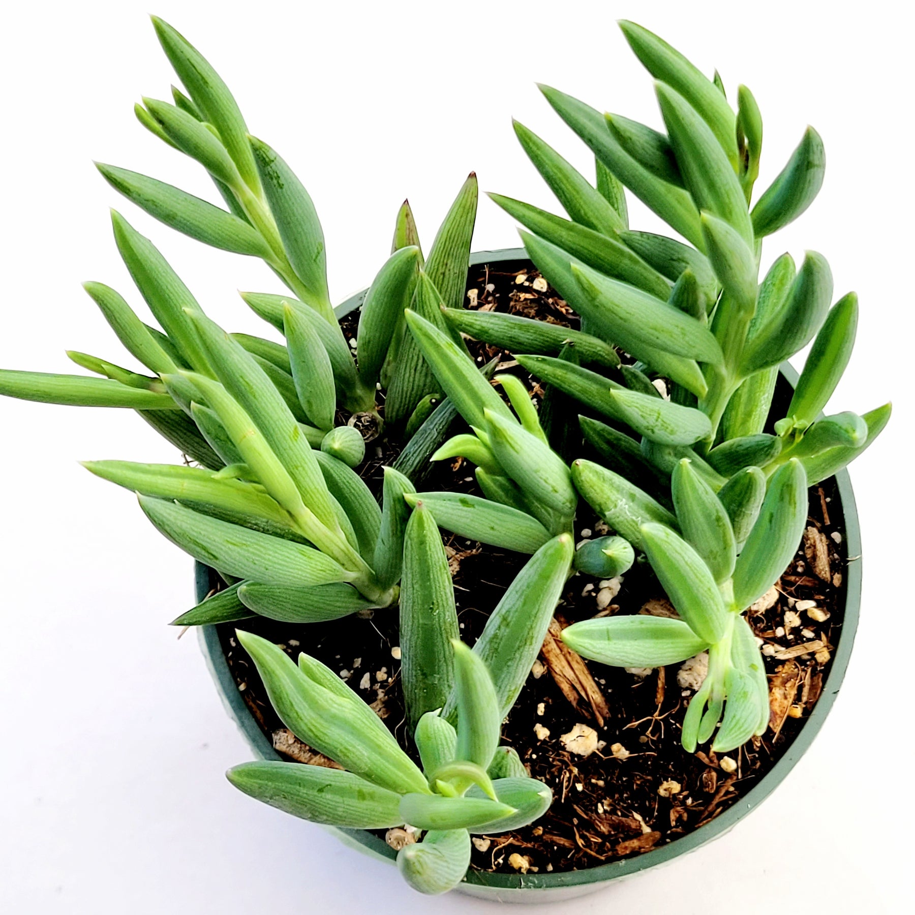 Senecio radicans Hybrid 'Fish Hooks' - Succulents Depot