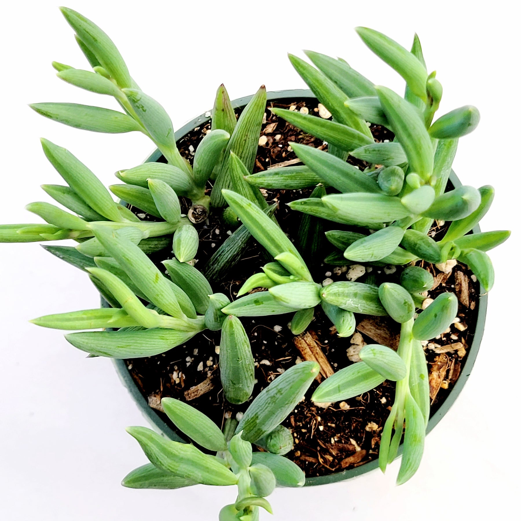 Senecio radicans Hybrid 'Fish Hooks' - Succulents Depot