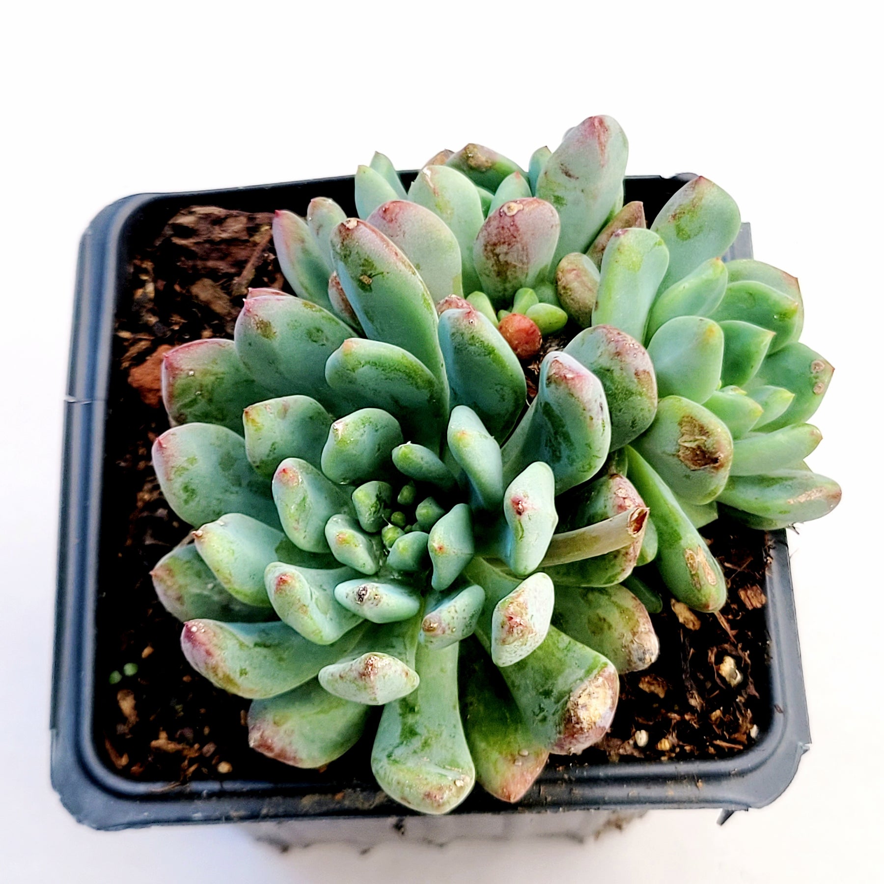 Sedeveria 'Blue Elf' - Succulents Depot
