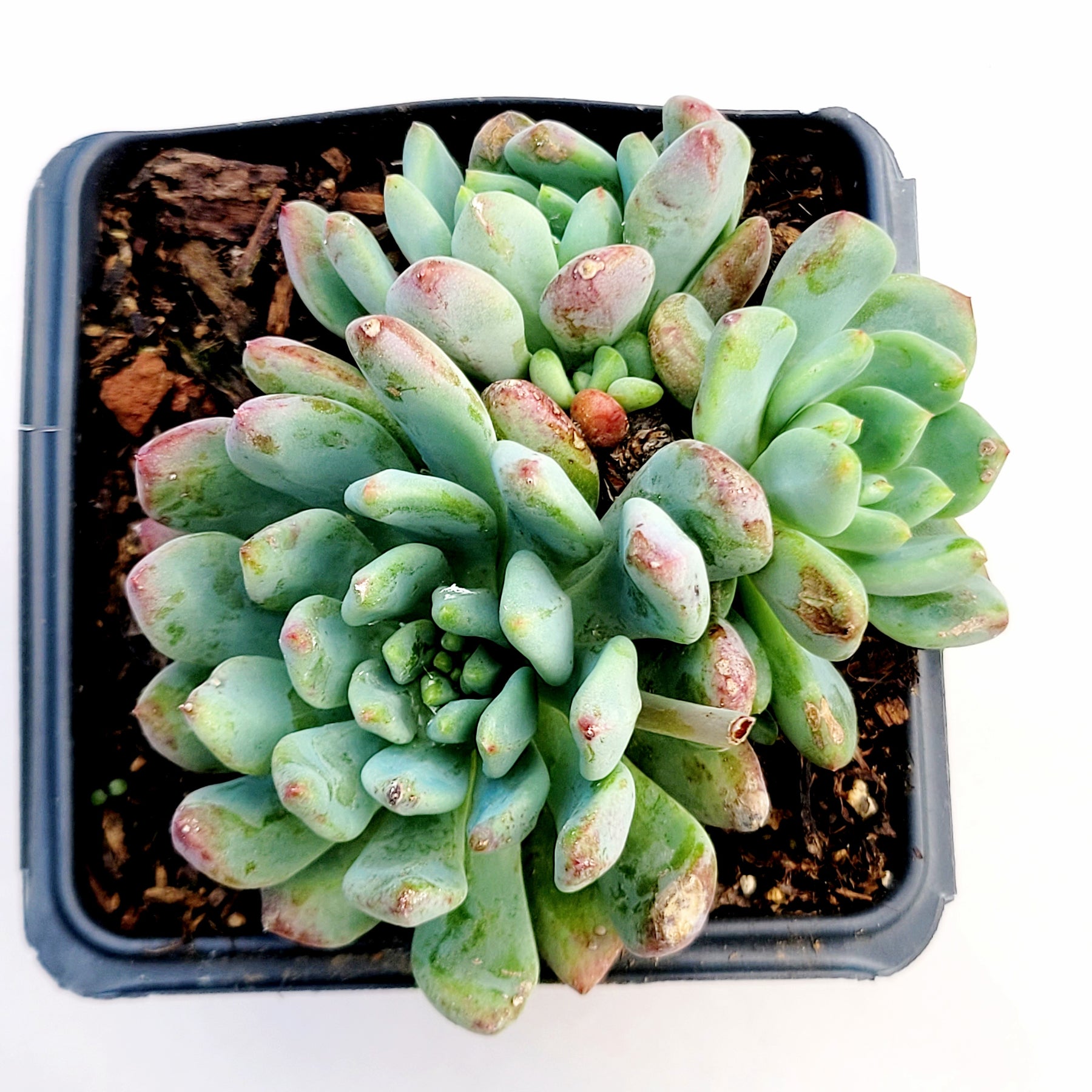 Sedeveria 'Blue Elf' - Succulents Depot