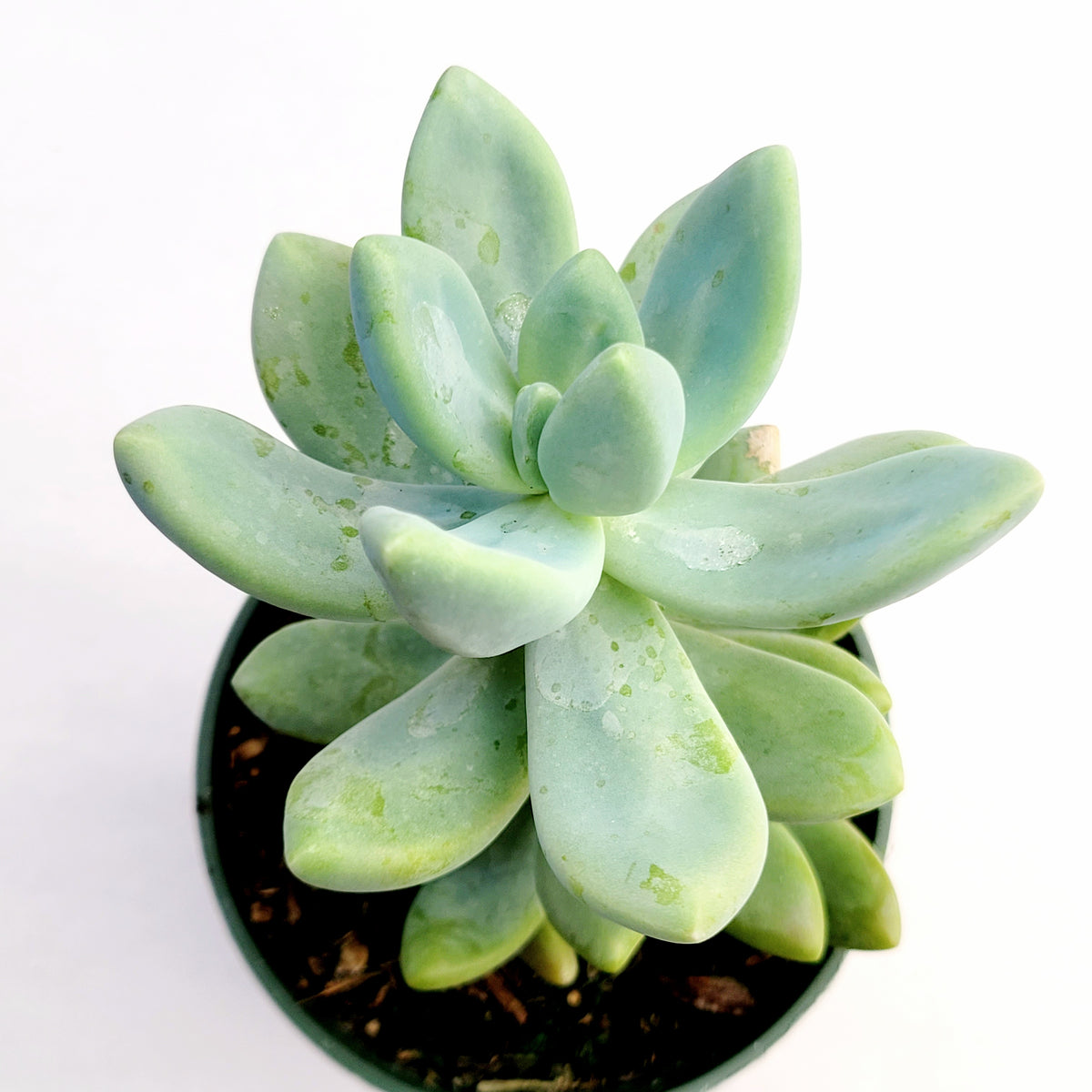 Graptosedum Blue Giant succulent in a nursery pot.