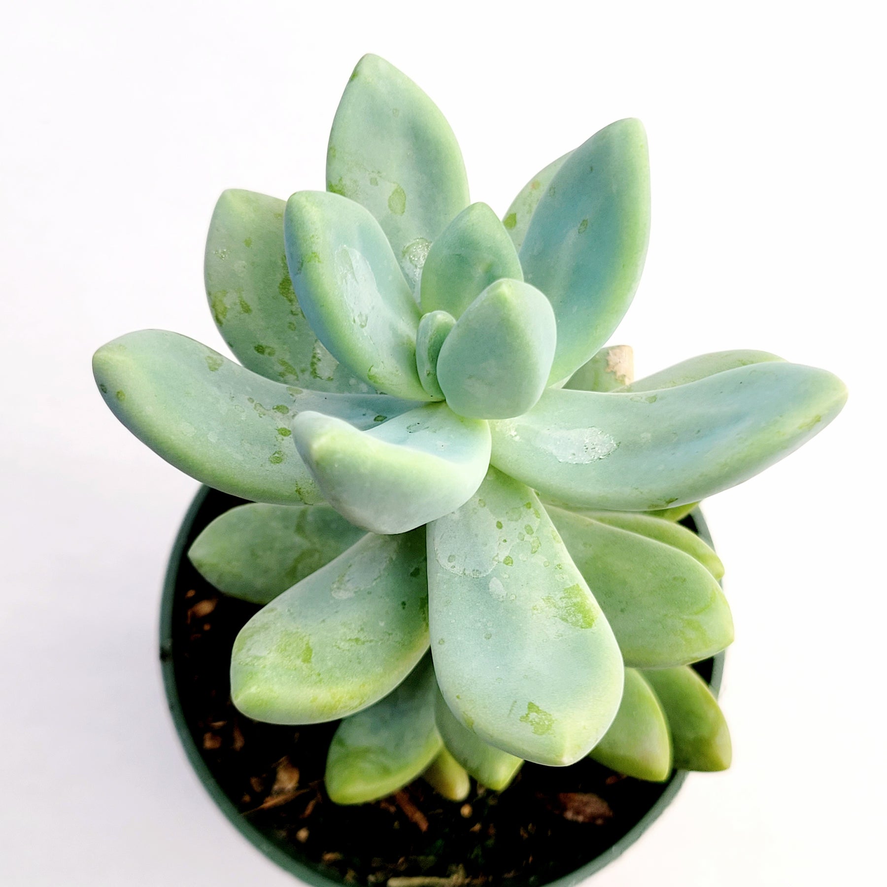 Graptosedum Blue Giant