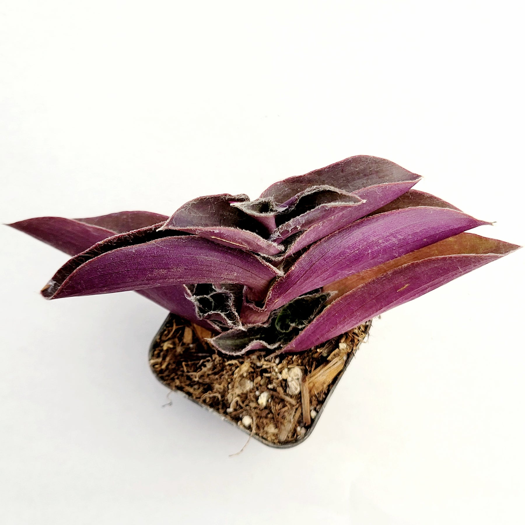 Tradescantia pallida 'Purple Heart' Wandering Dude