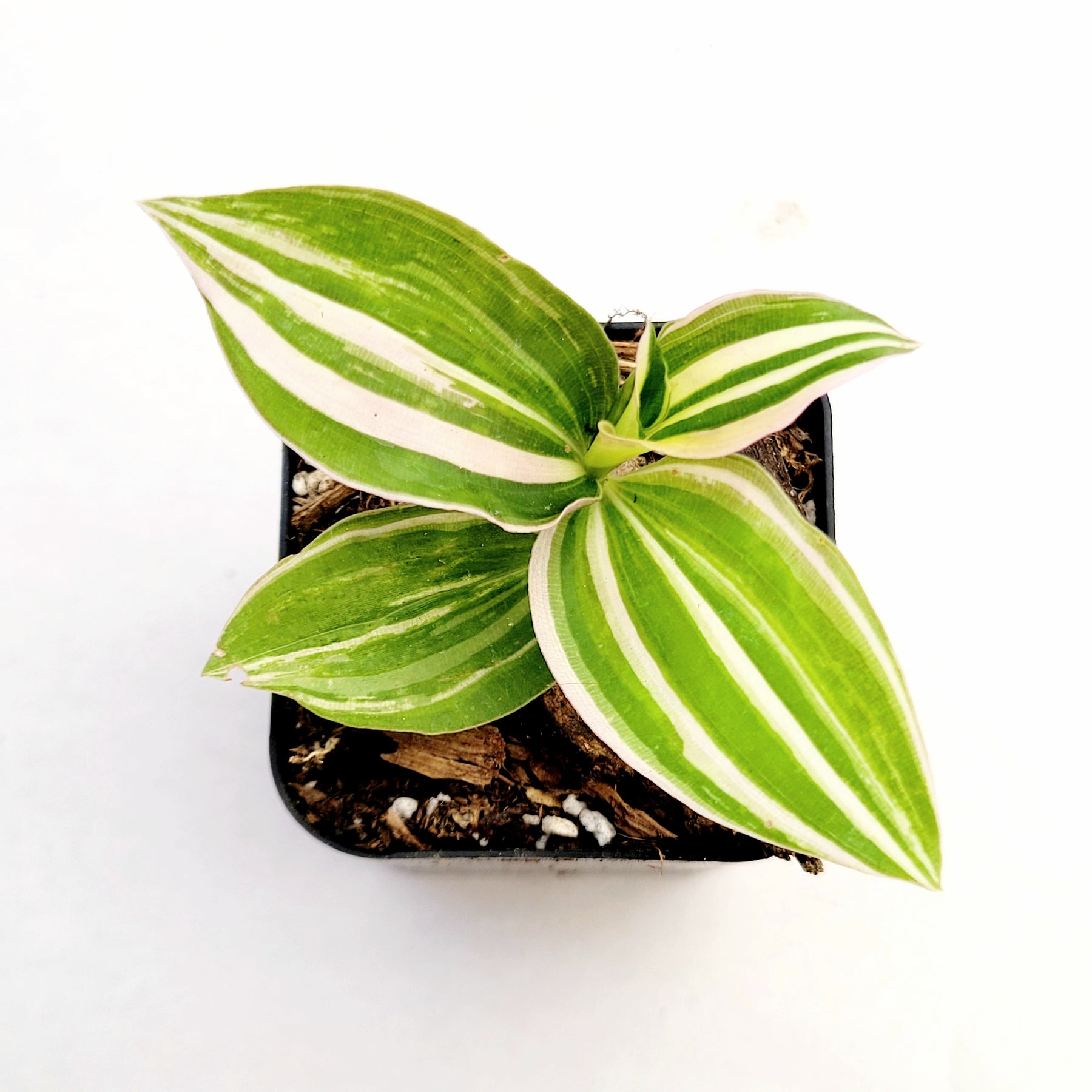 Tradescantia fluminensis Variegata Wandering Dude