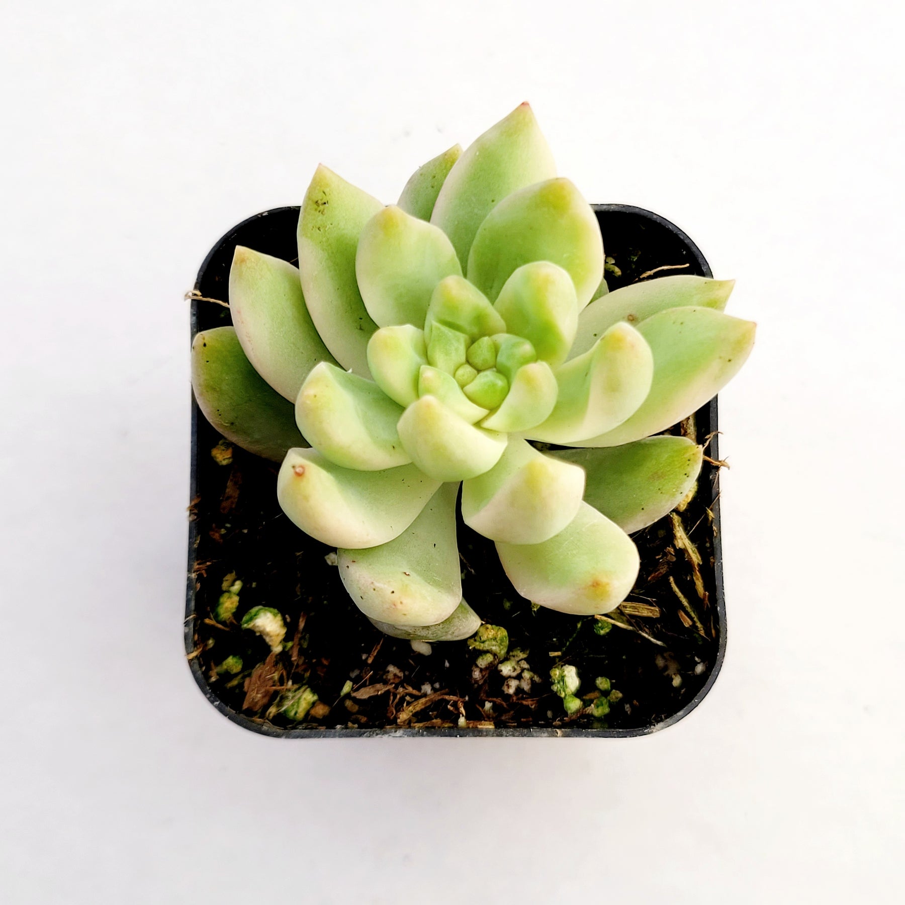 Sedum adolphii Variegata