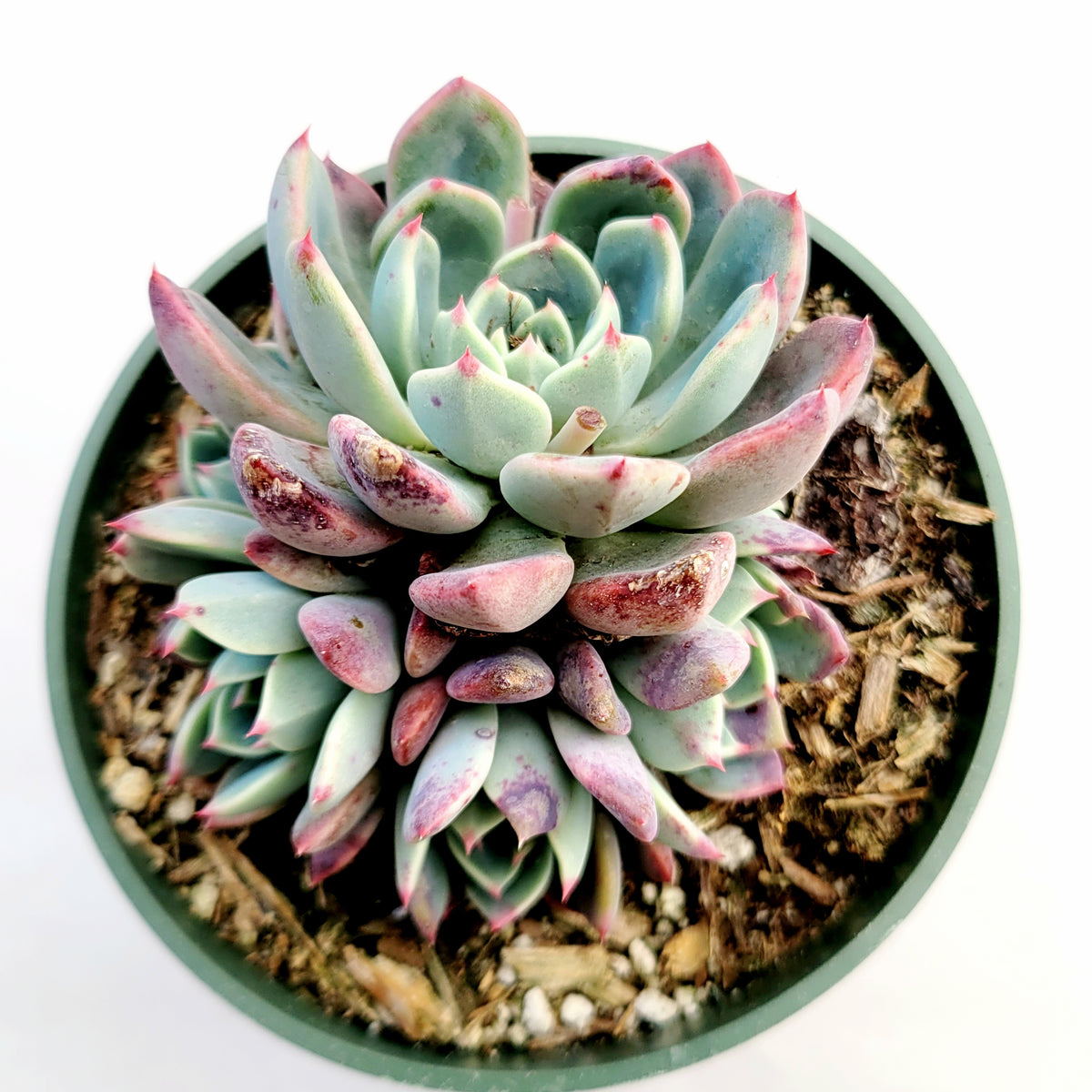 Echeveria Nanahukumini