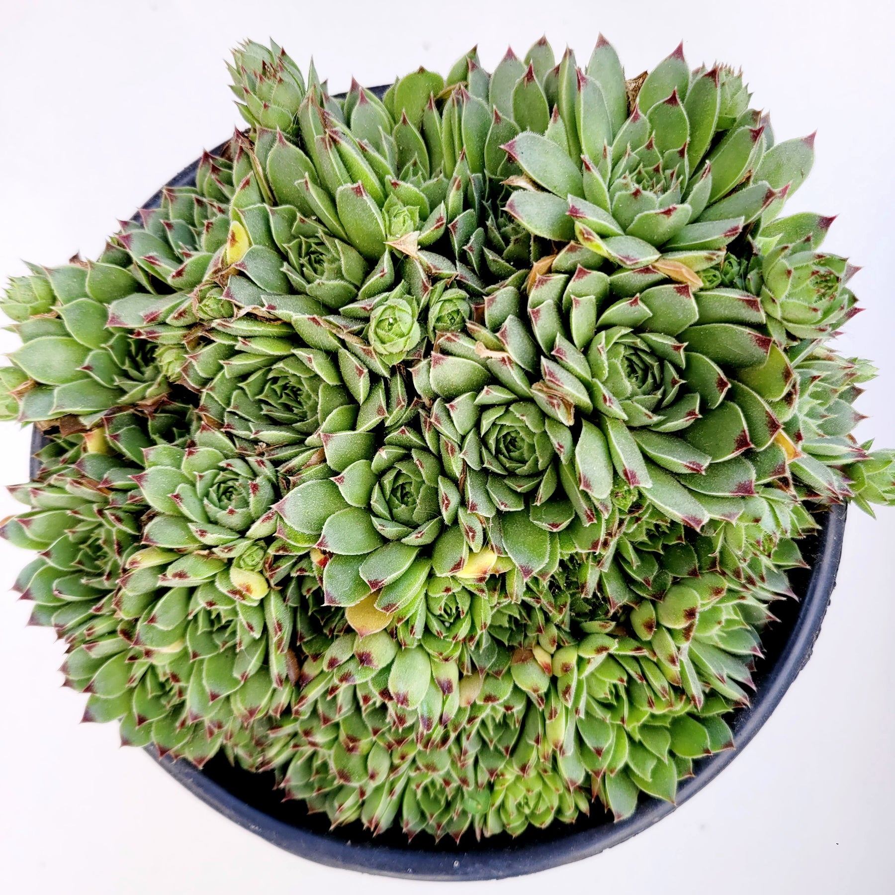 Sempervivum calcareum 'Greenii' - Succulents Depot