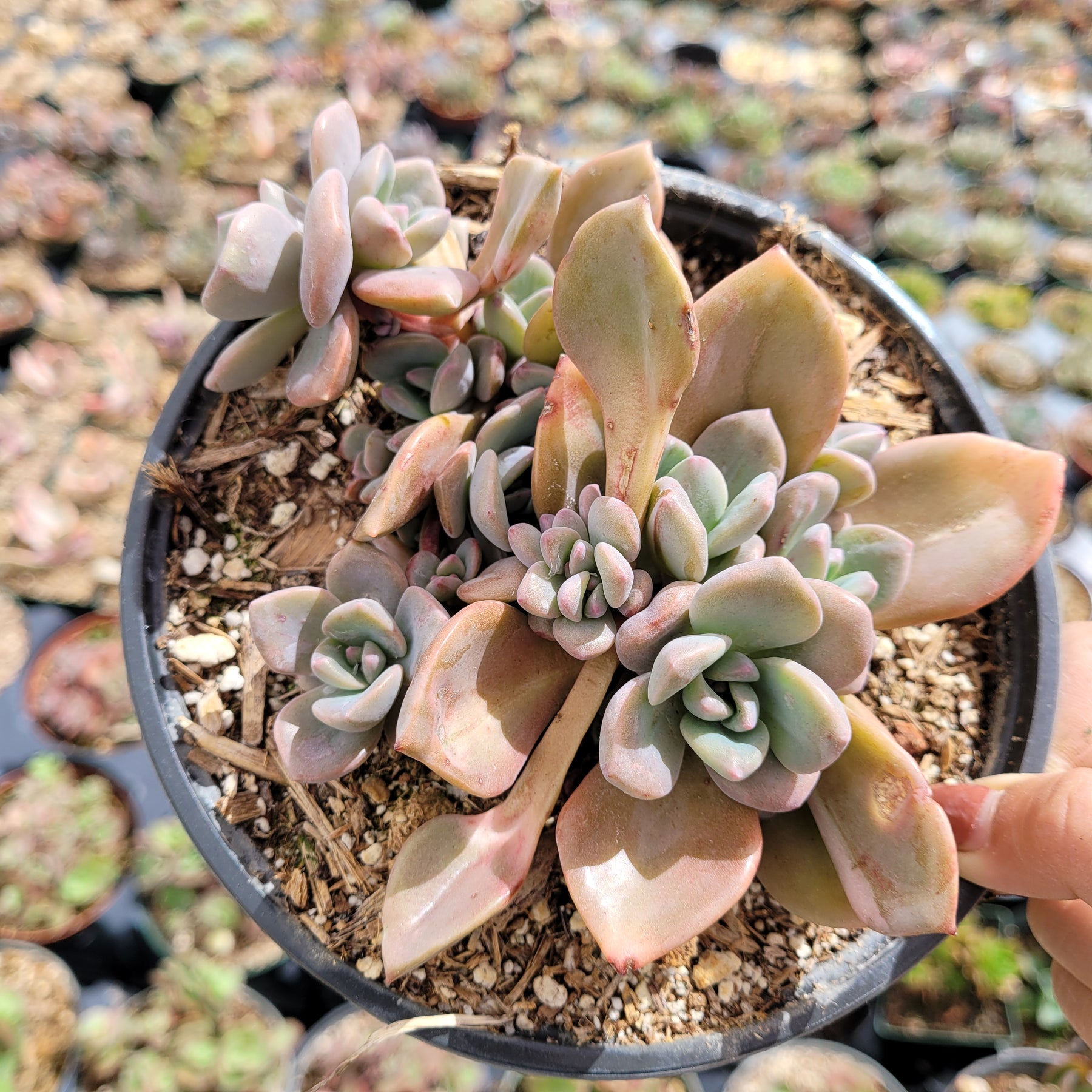 Graptoveria Mrs Richards
