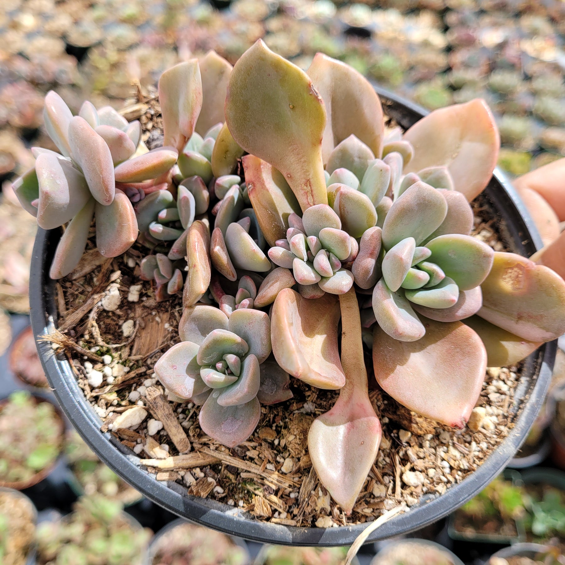 Graptoveria Mrs Richards