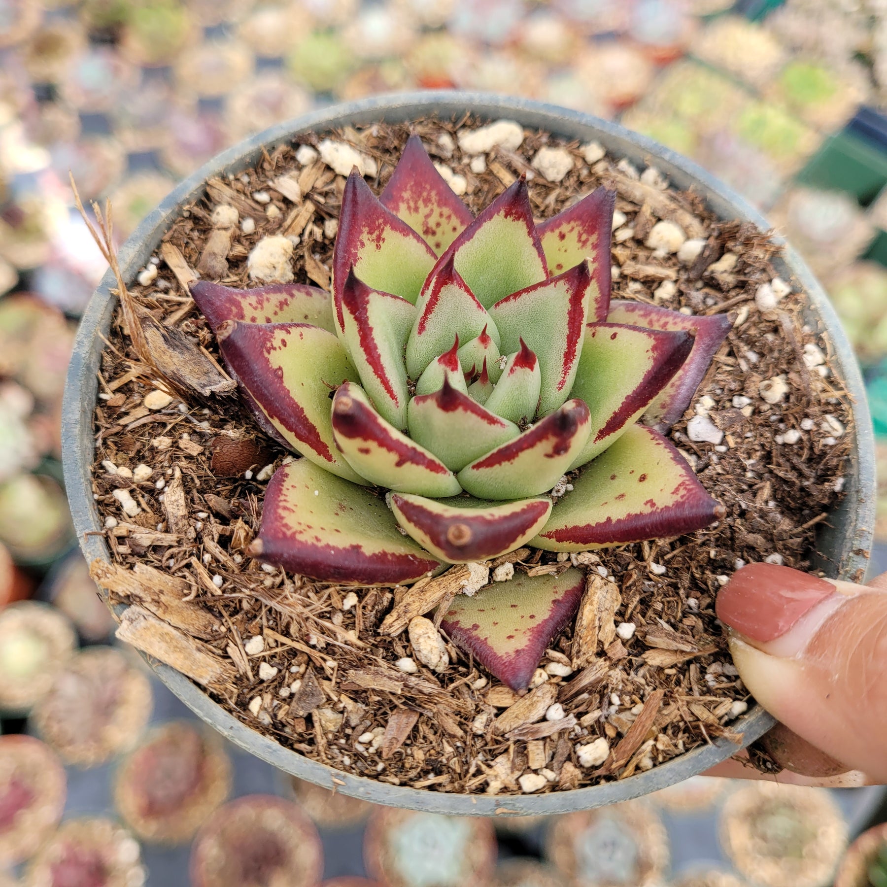 Echeveria agavoides 'Ebony'