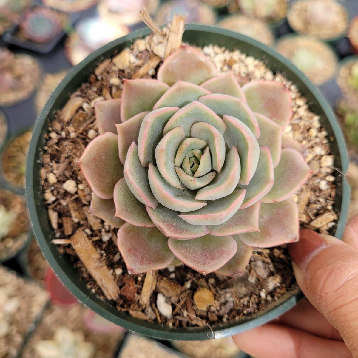 Echeveria Pink Butterfly in a small nursery pot.