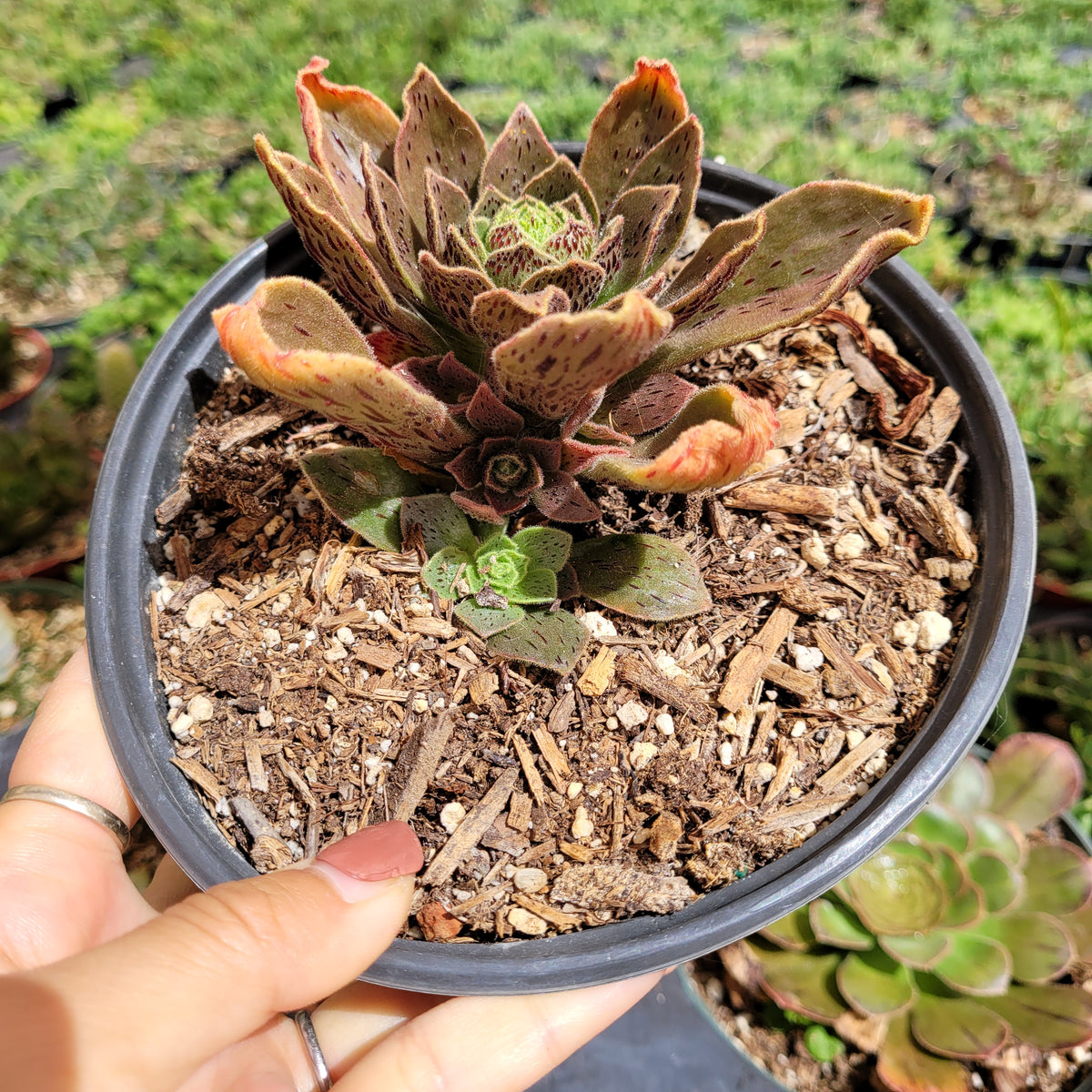 Aeonium Smithii in black pot with fuzzy leaves.