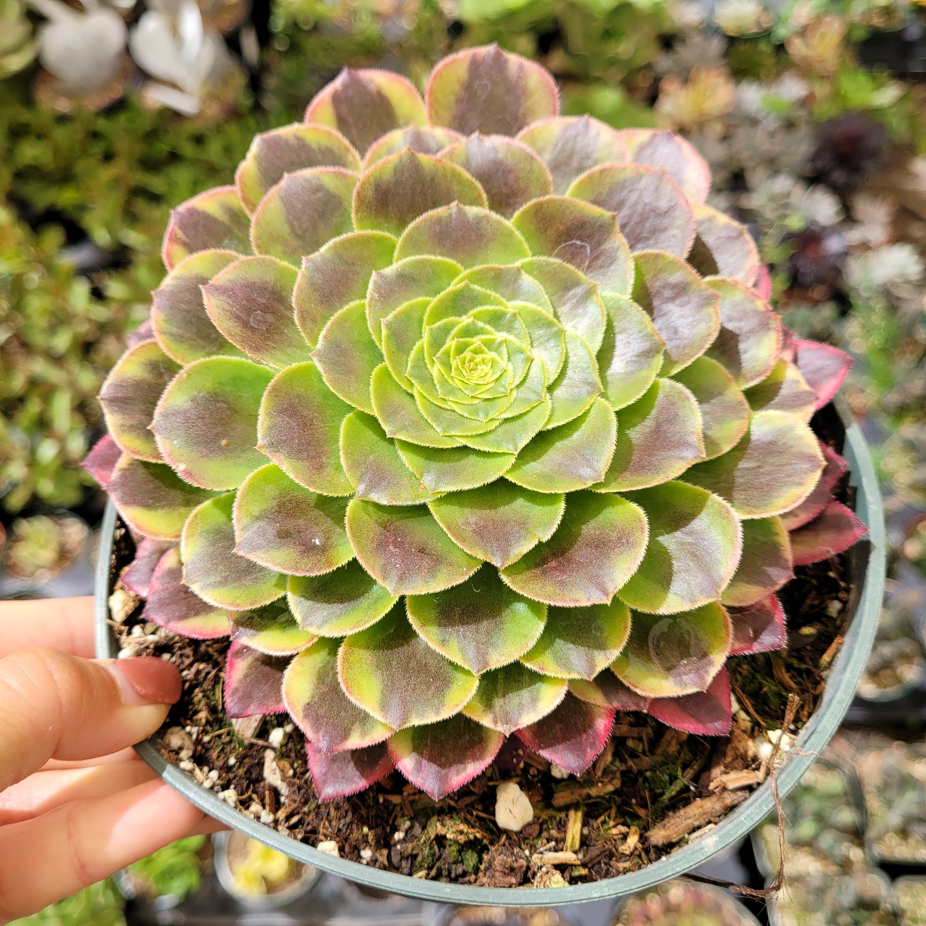 Aeonium 'Fiesta' - Succulents Depot