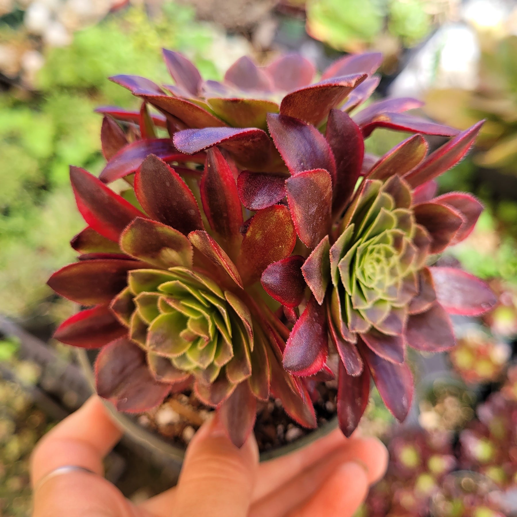 Aeonium 'Fiesta' - Succulents Depot