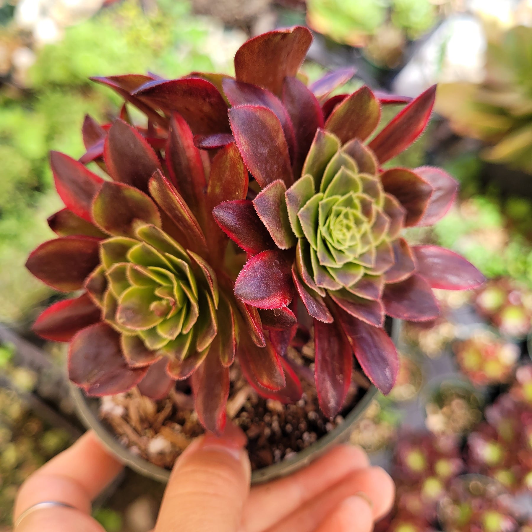 Aeonium 'Fiesta' - Succulents Depot