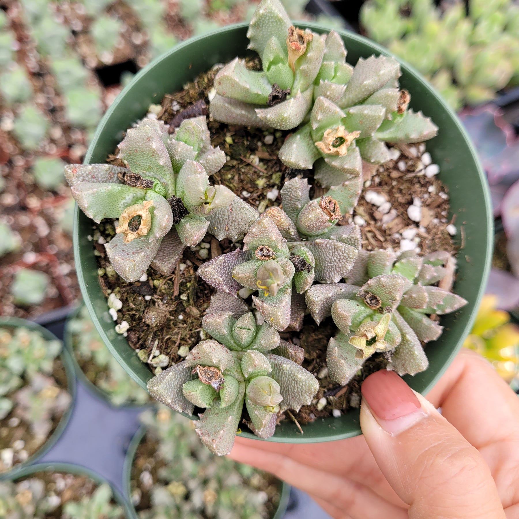 Aloinopsis luckhoffii