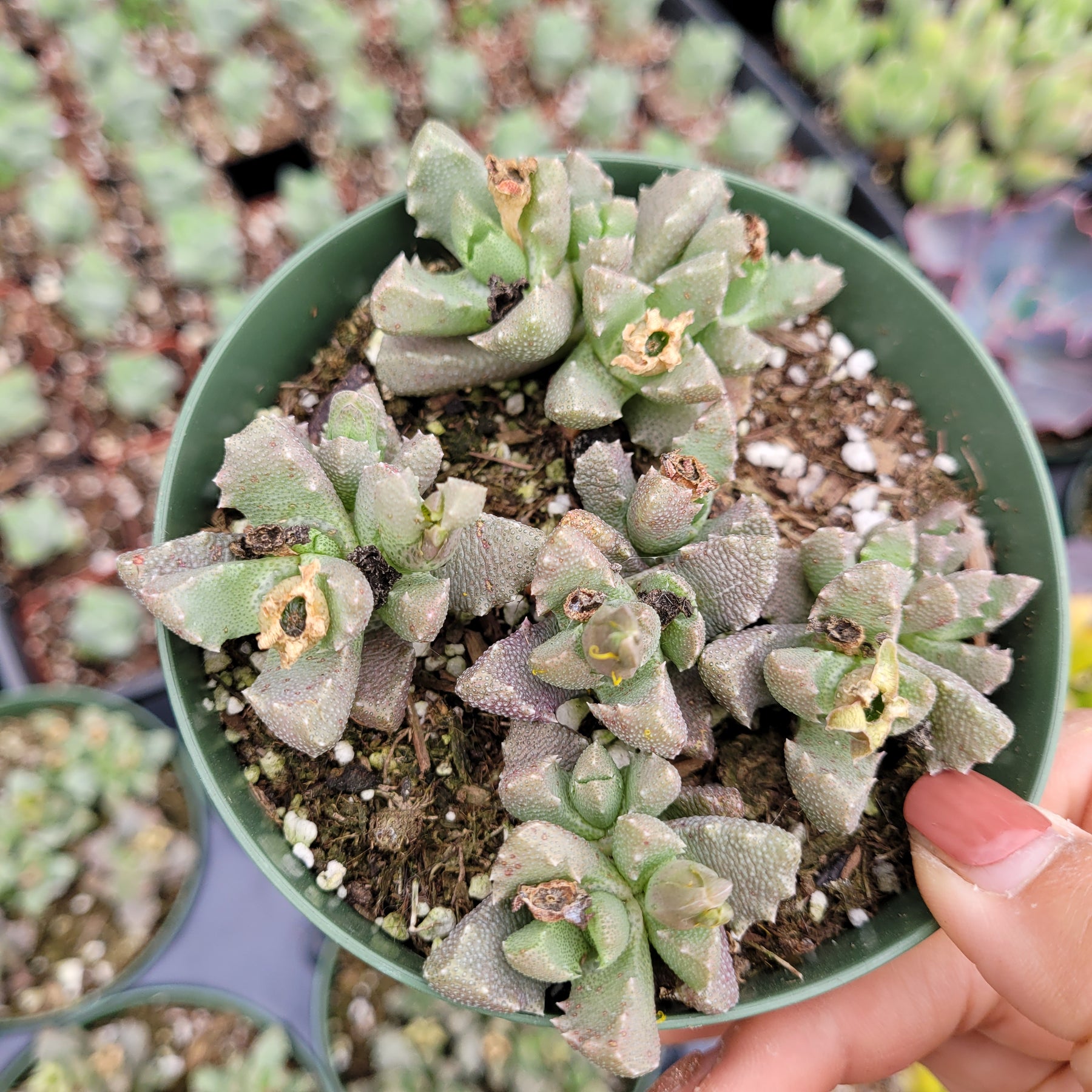 Aloinopsis luckhoffii