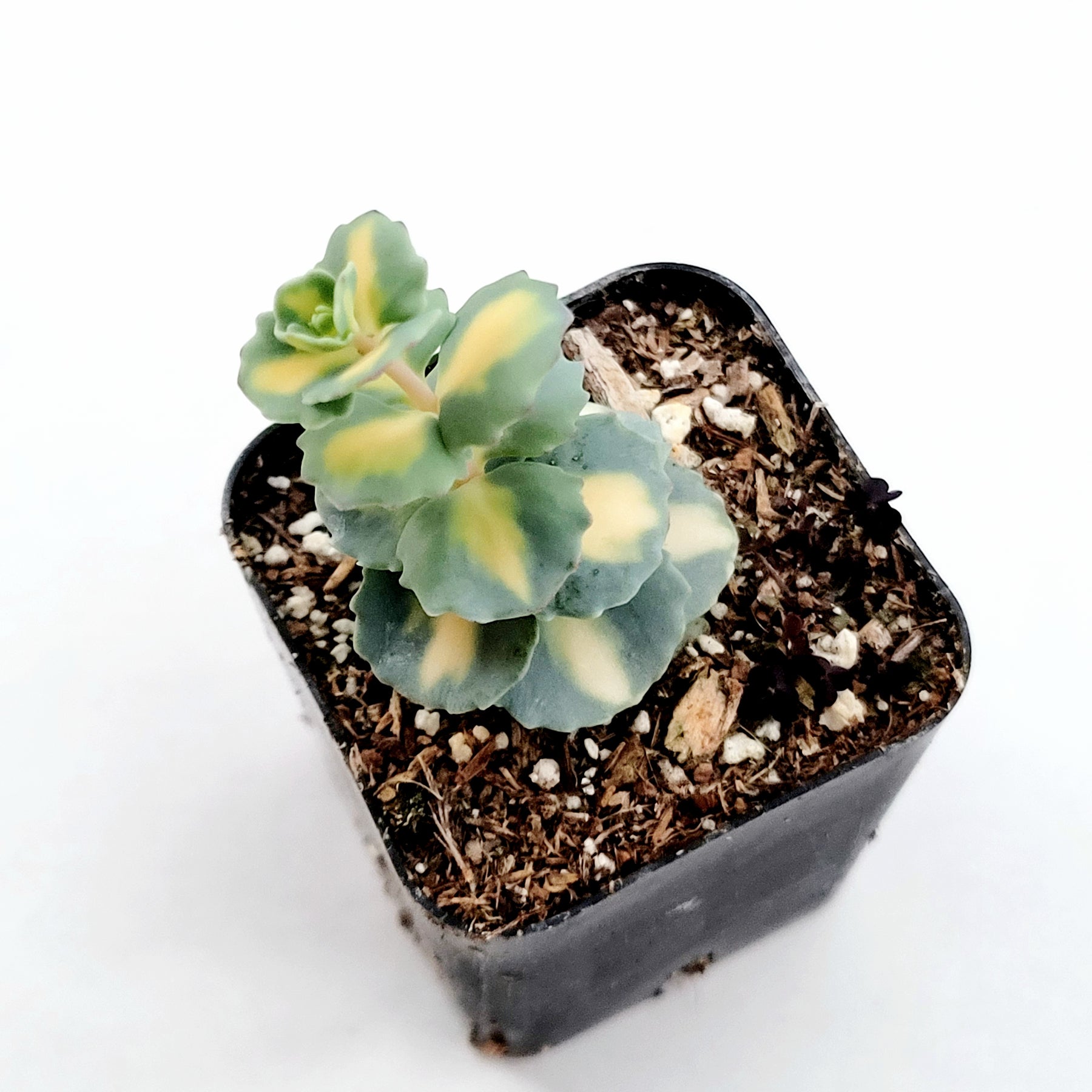 Sedum sieboldii Variegata - Succulents Depot