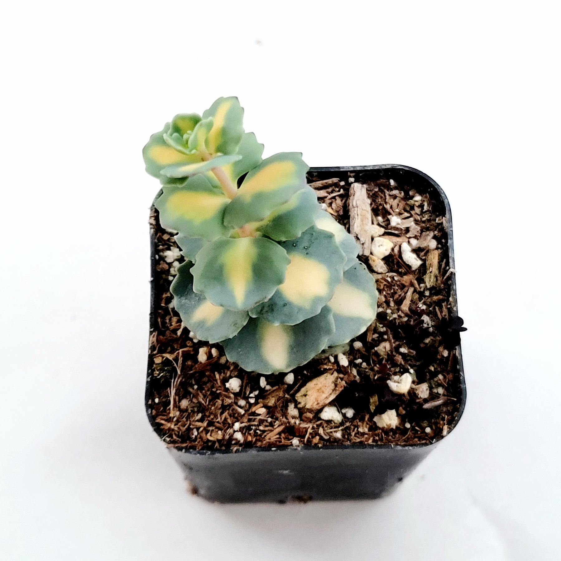 Sedum sieboldii Variegata - Succulents Depot