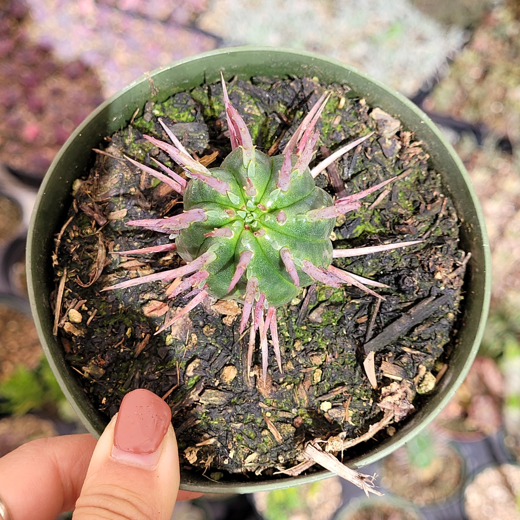 Euphorbia enopla Pincushion Euphorbia