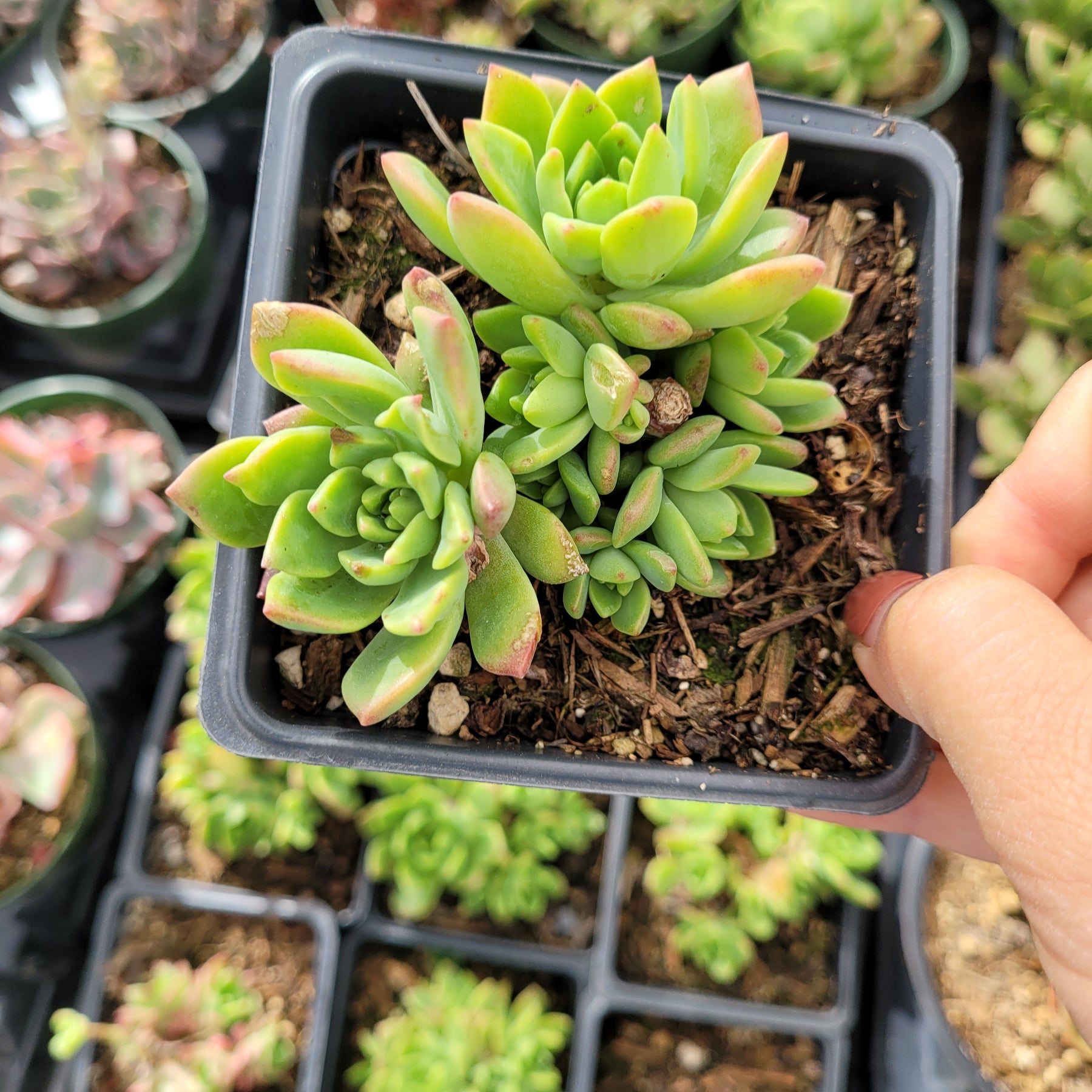Echeveria 'Marcus'