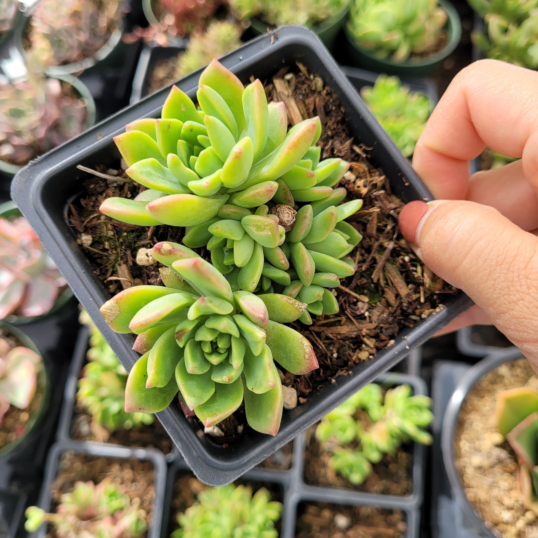 Echeveria 'Marcus'