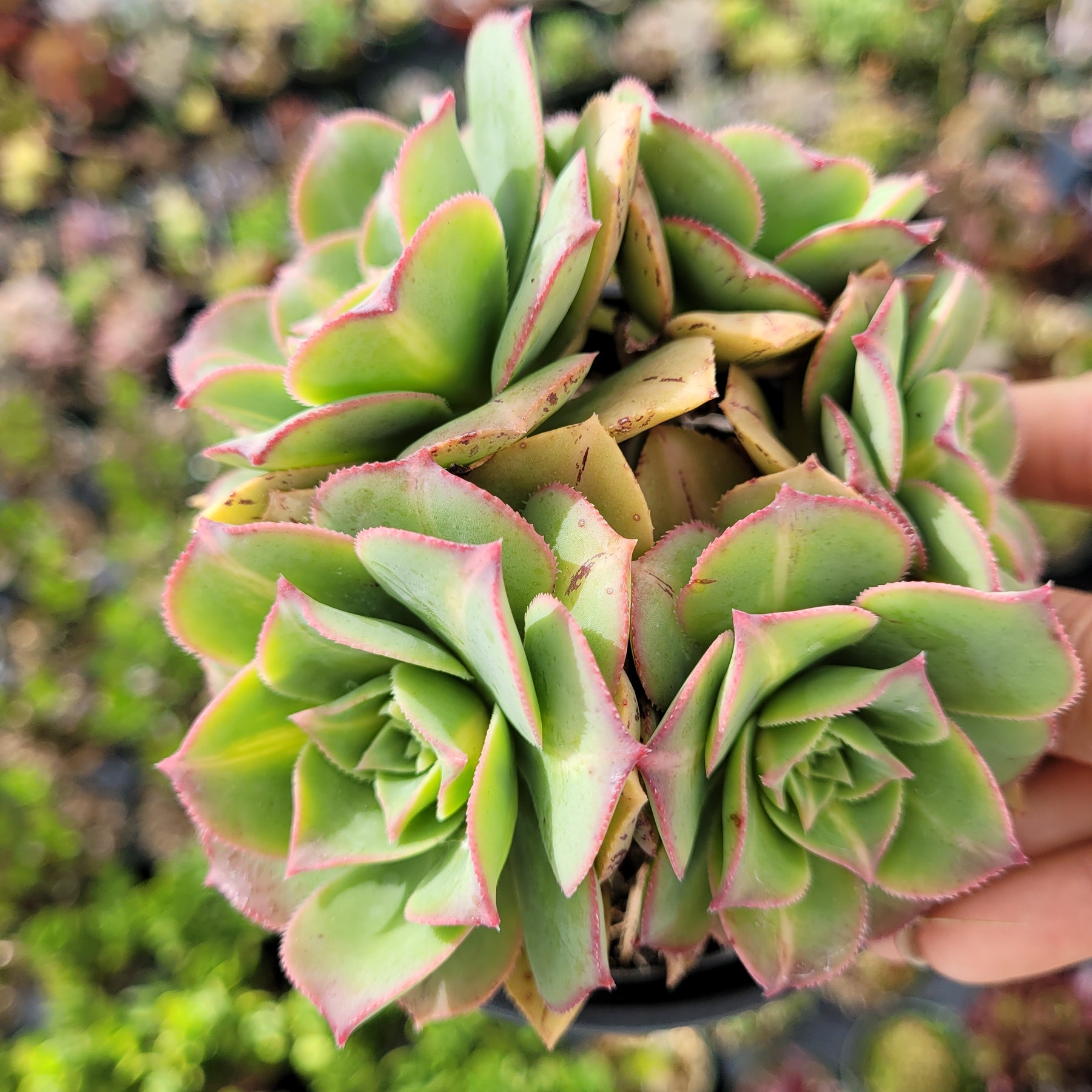 Aeonium 'Starburst'