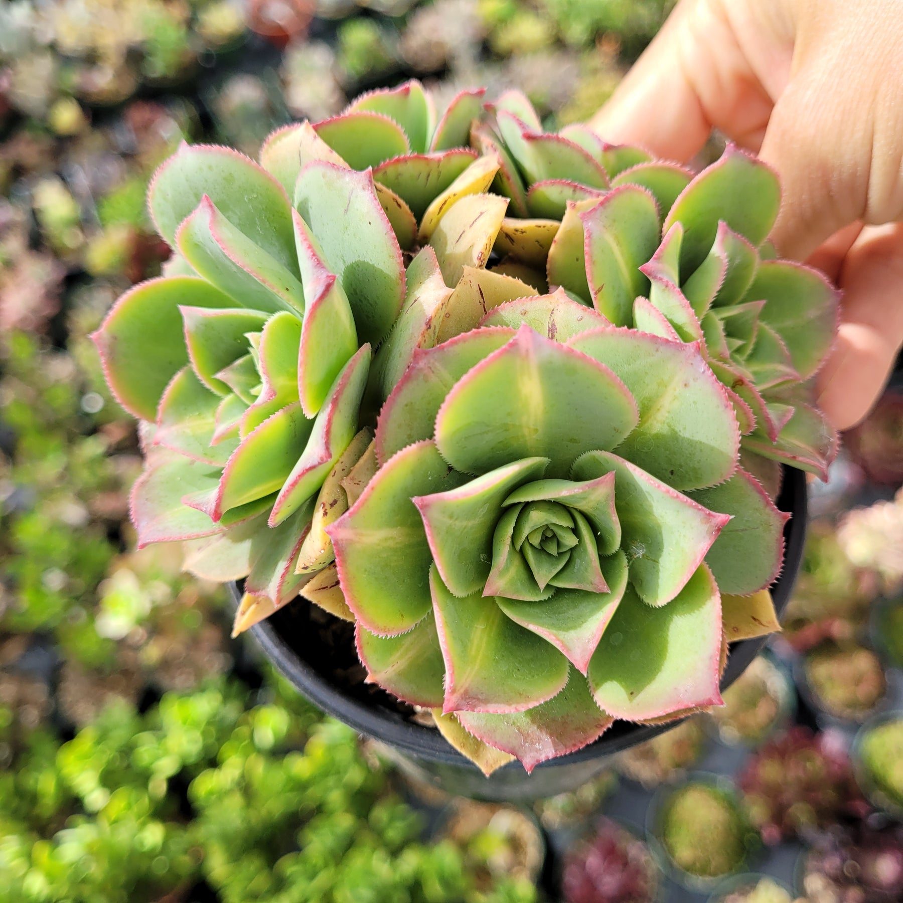 Aeonium 'Starburst'