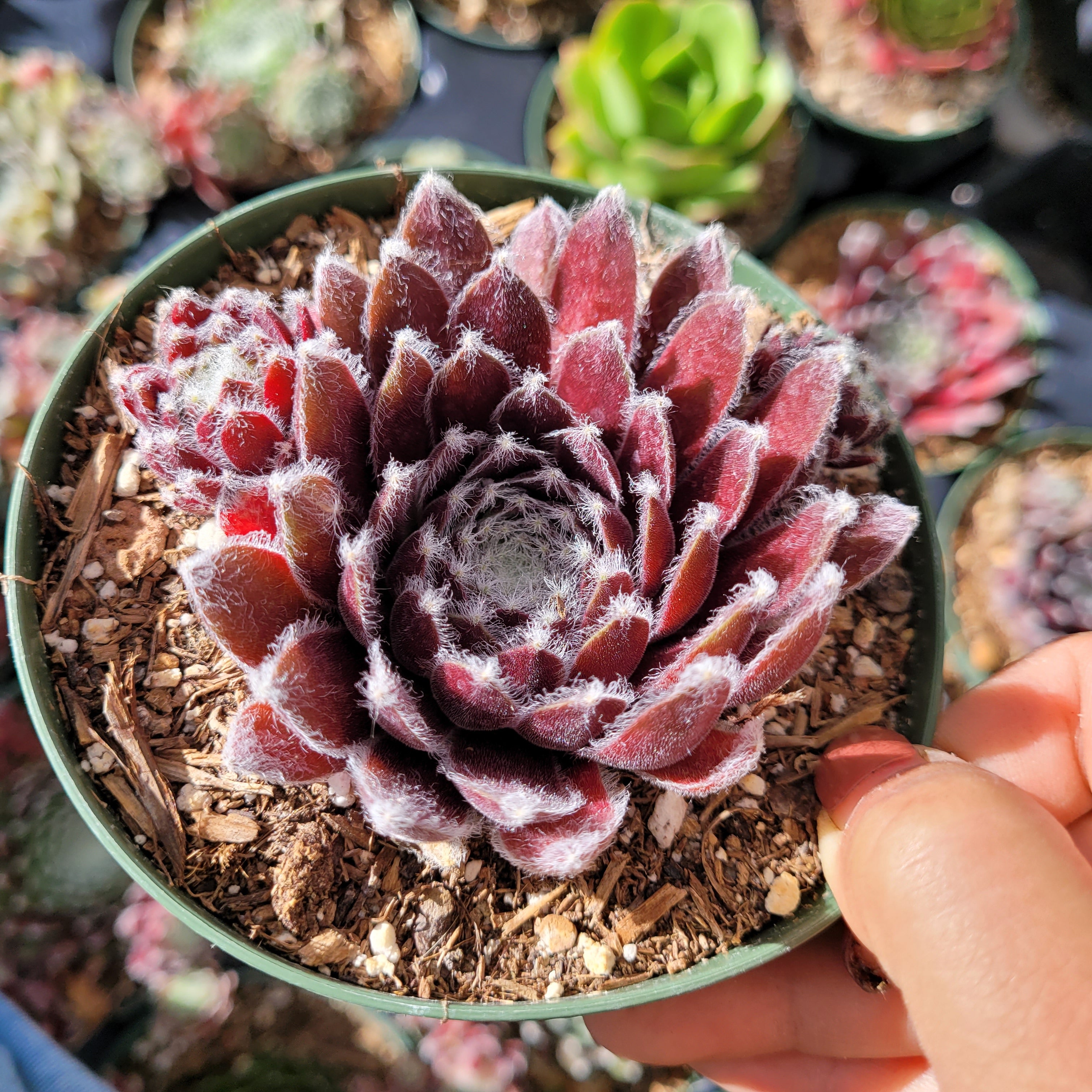 succulent candy Sempervivum Chick Charms® Cosmic Candy™
