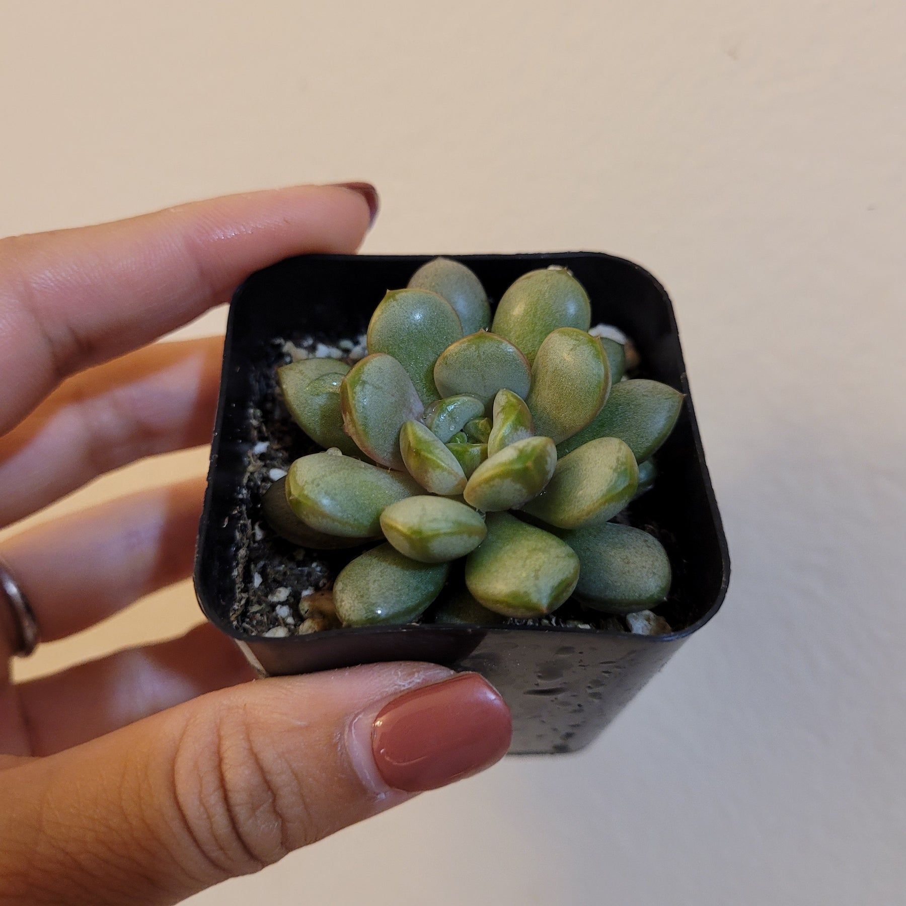 Graptoveria 'Amethorum' - Succulents Depot