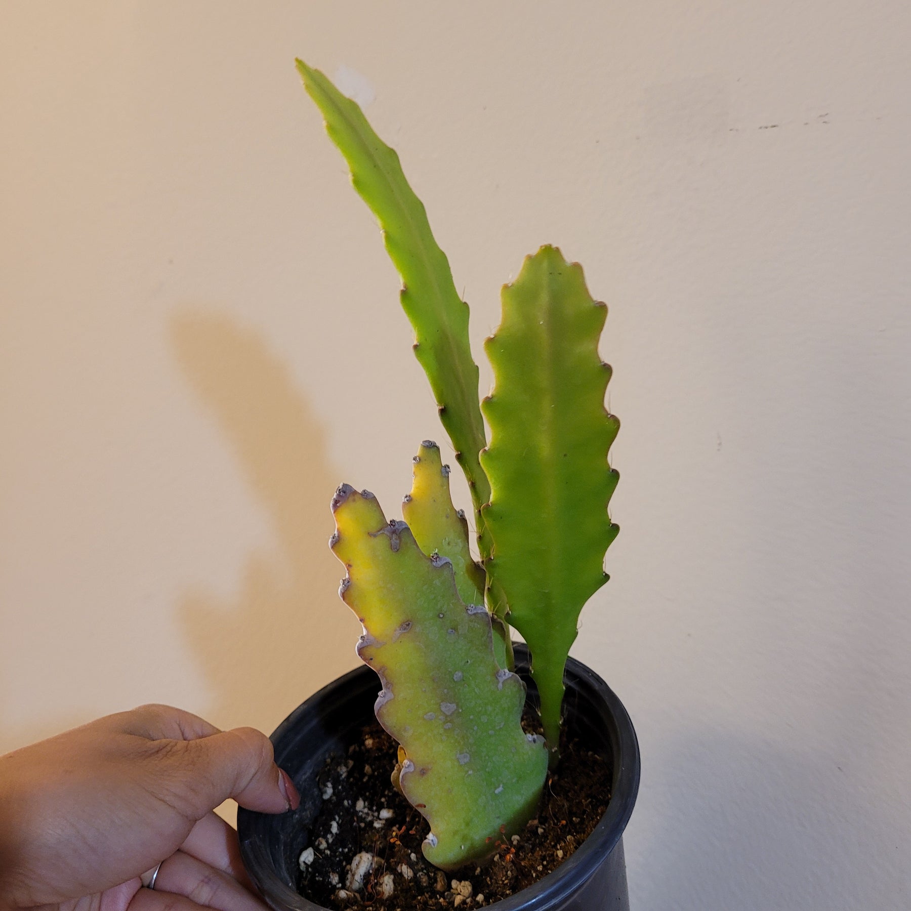 Epiphyllum Sp - Succulents Depot