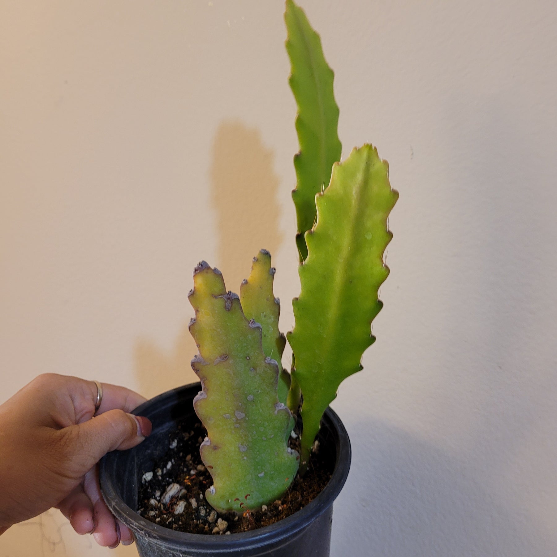 Epiphyllum Sp - Succulents Depot