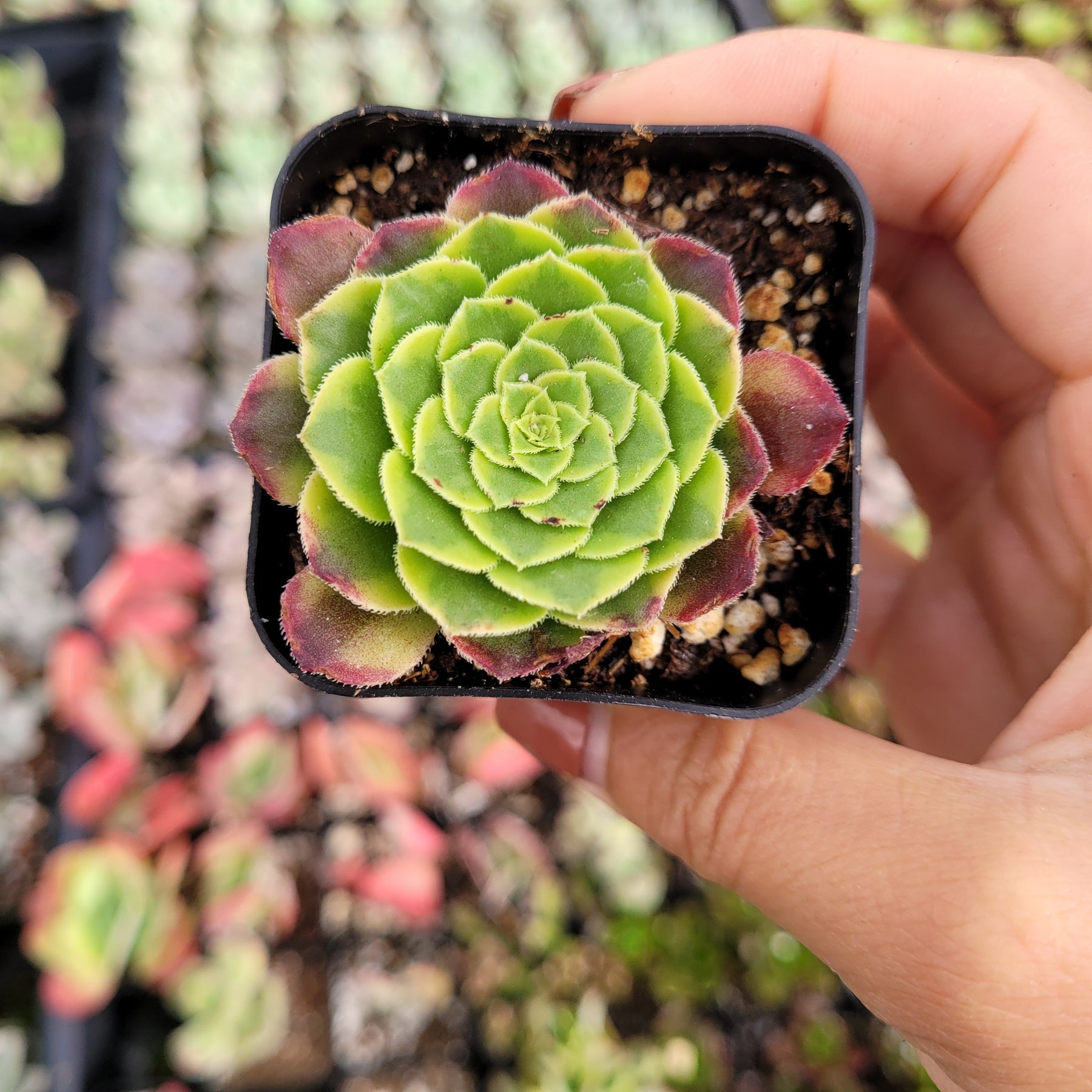 Aeonium 'Fiesta' - Succulents Depot