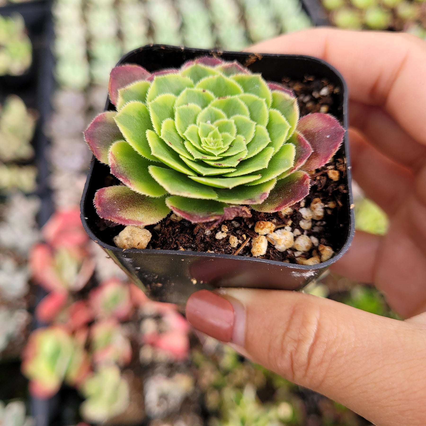 Aeonium 'Fiesta' - Succulents Depot