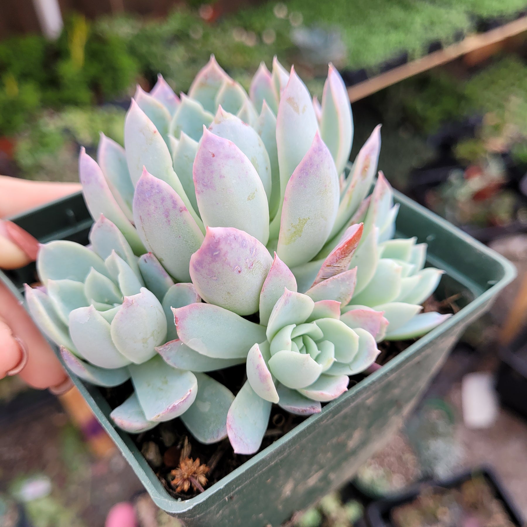 Echeveria 'Violet Queen' - Succulents Depot