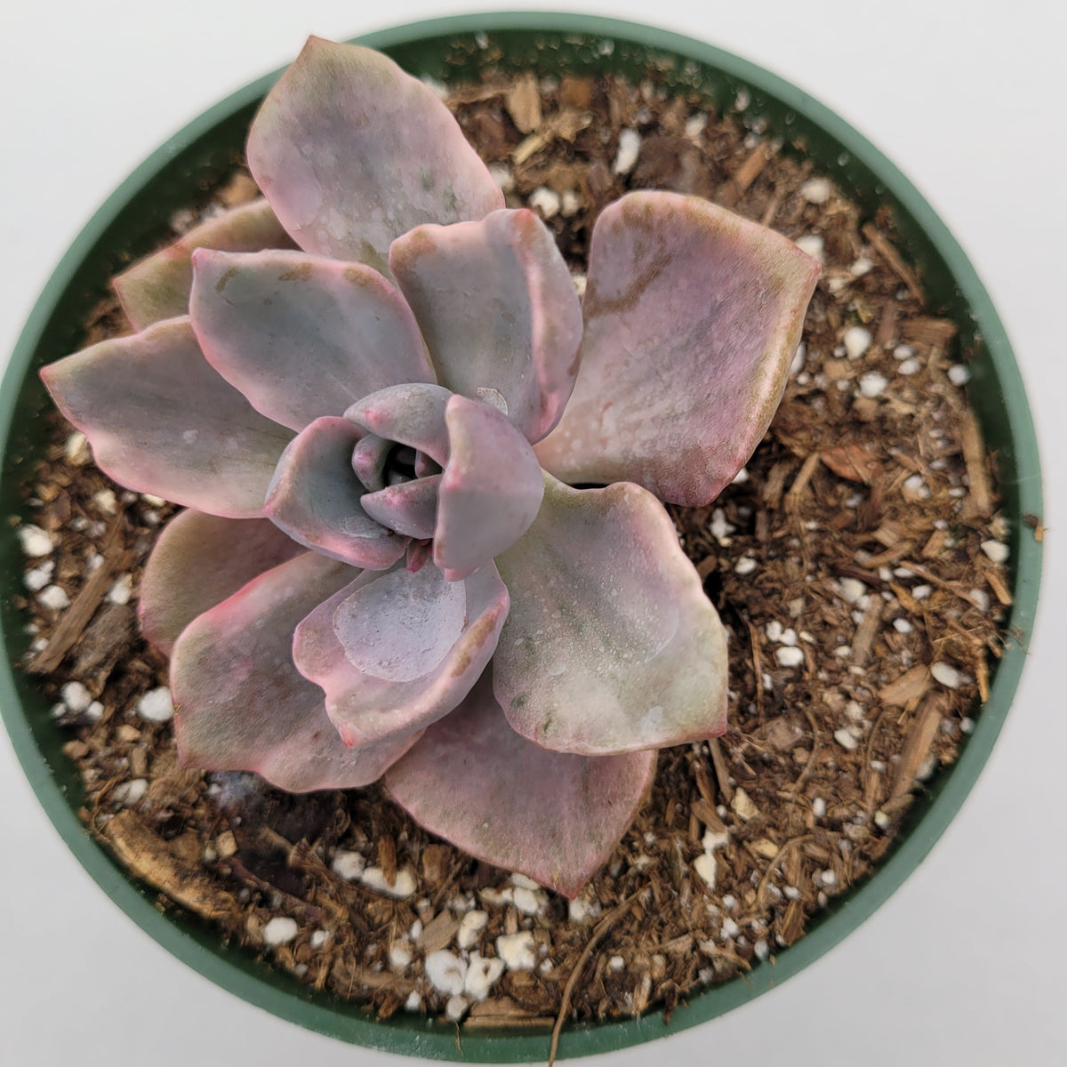 Graptoveria Mrs Richards in green nursery pot with soil.