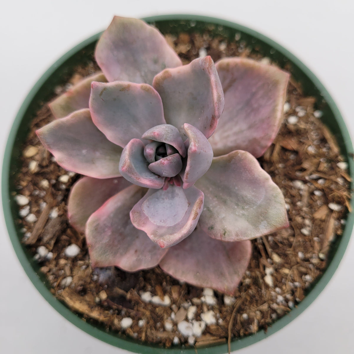 Graptoveria Mrs Richards in small pot with soil mix.