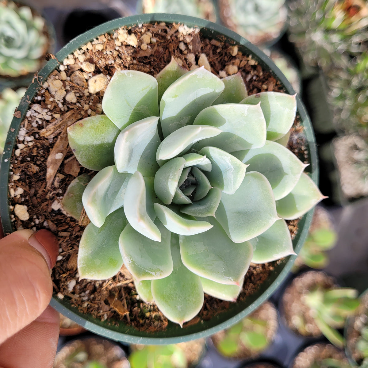 Echeveria 'Blue Fairy' succulent in hand, potted in bark and perlite.