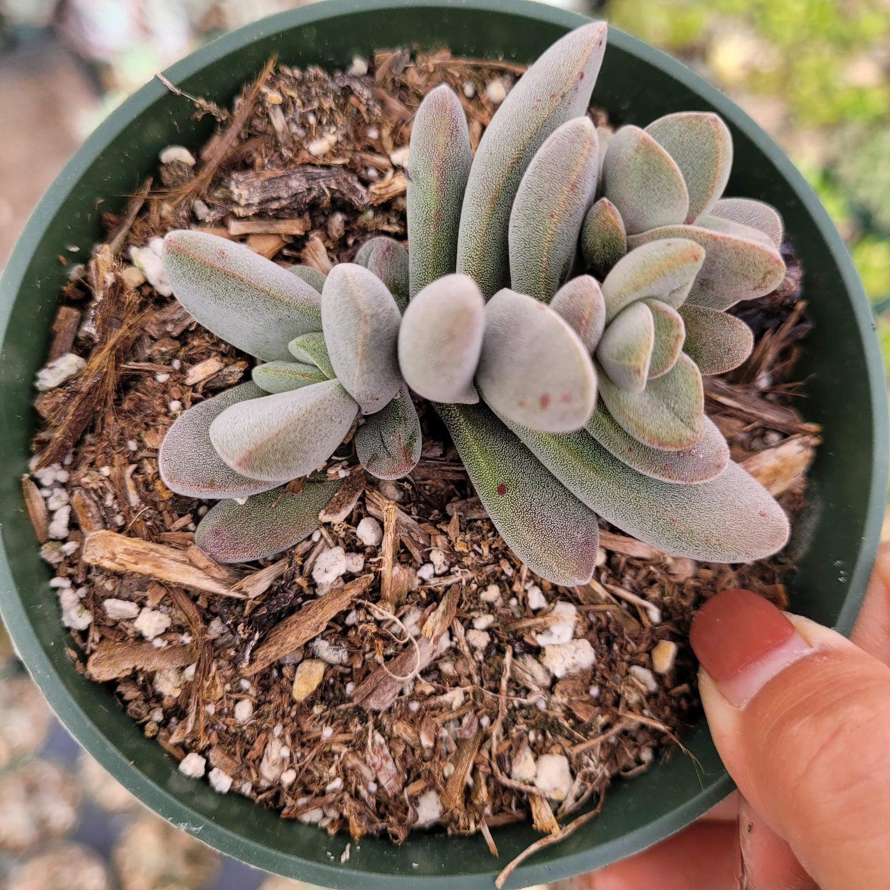 Crassula cephalophora