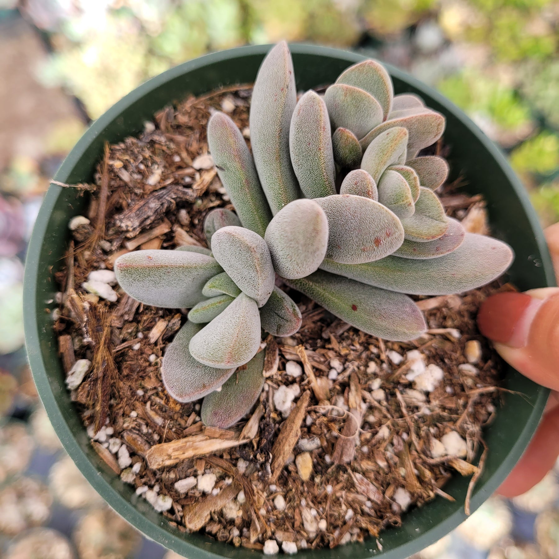 Crassula cephalophora