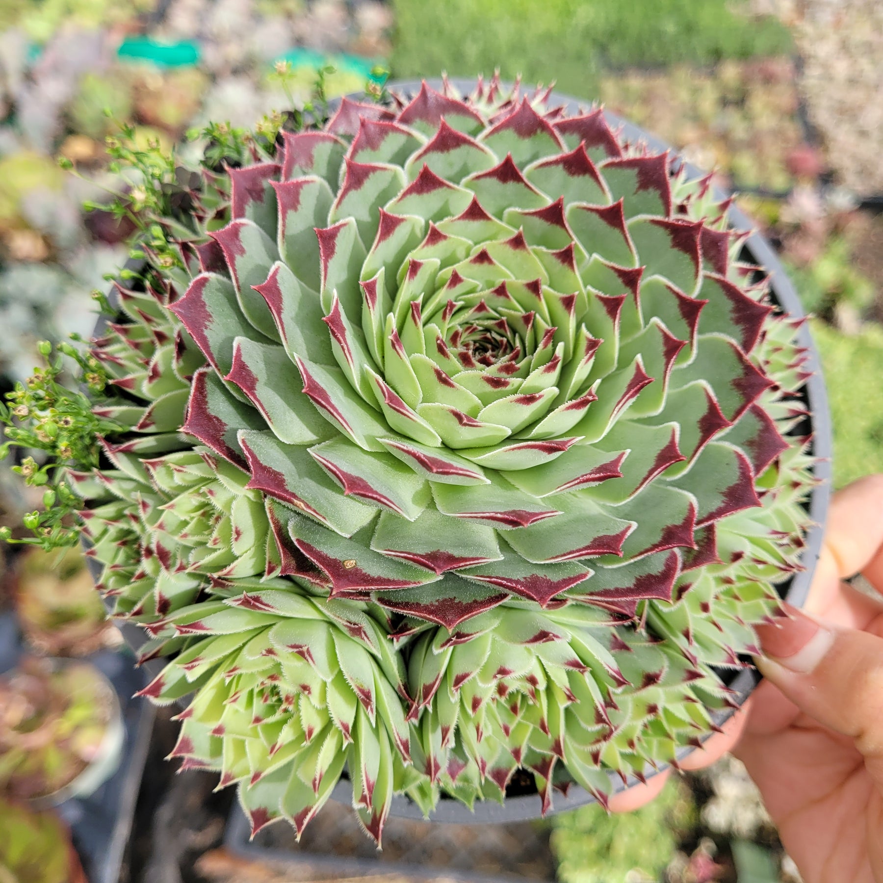 Sempervivum calcareum 'Greenii' - Succulents Depot