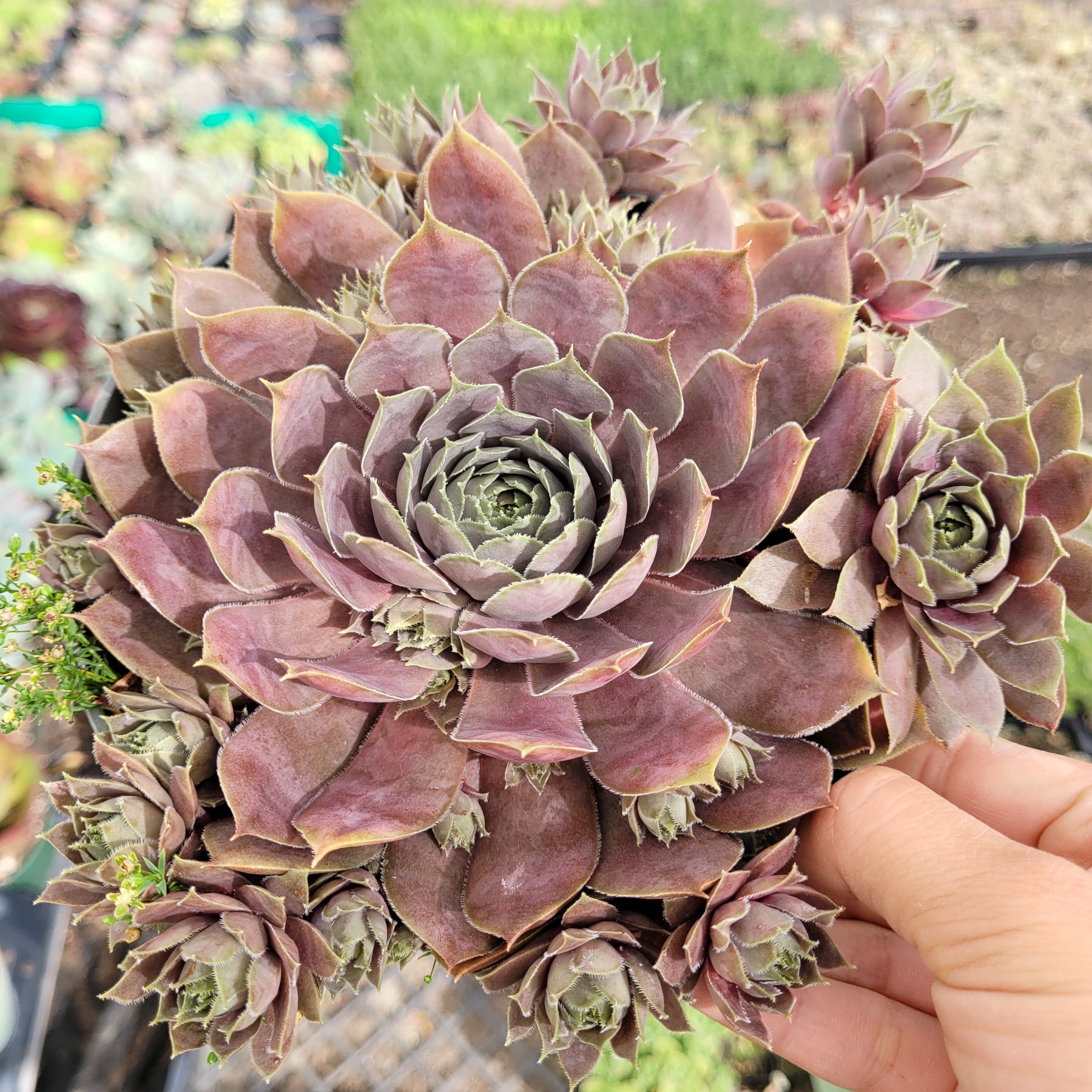 Sempervivum 'Pink Lemonade'